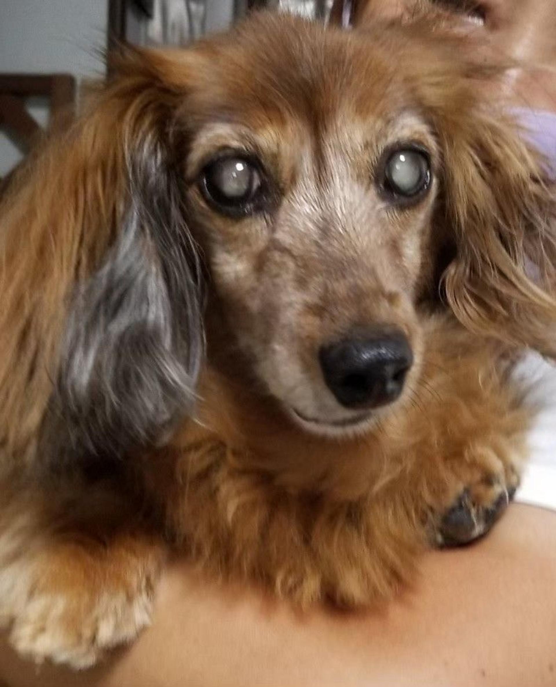 pet-image-8