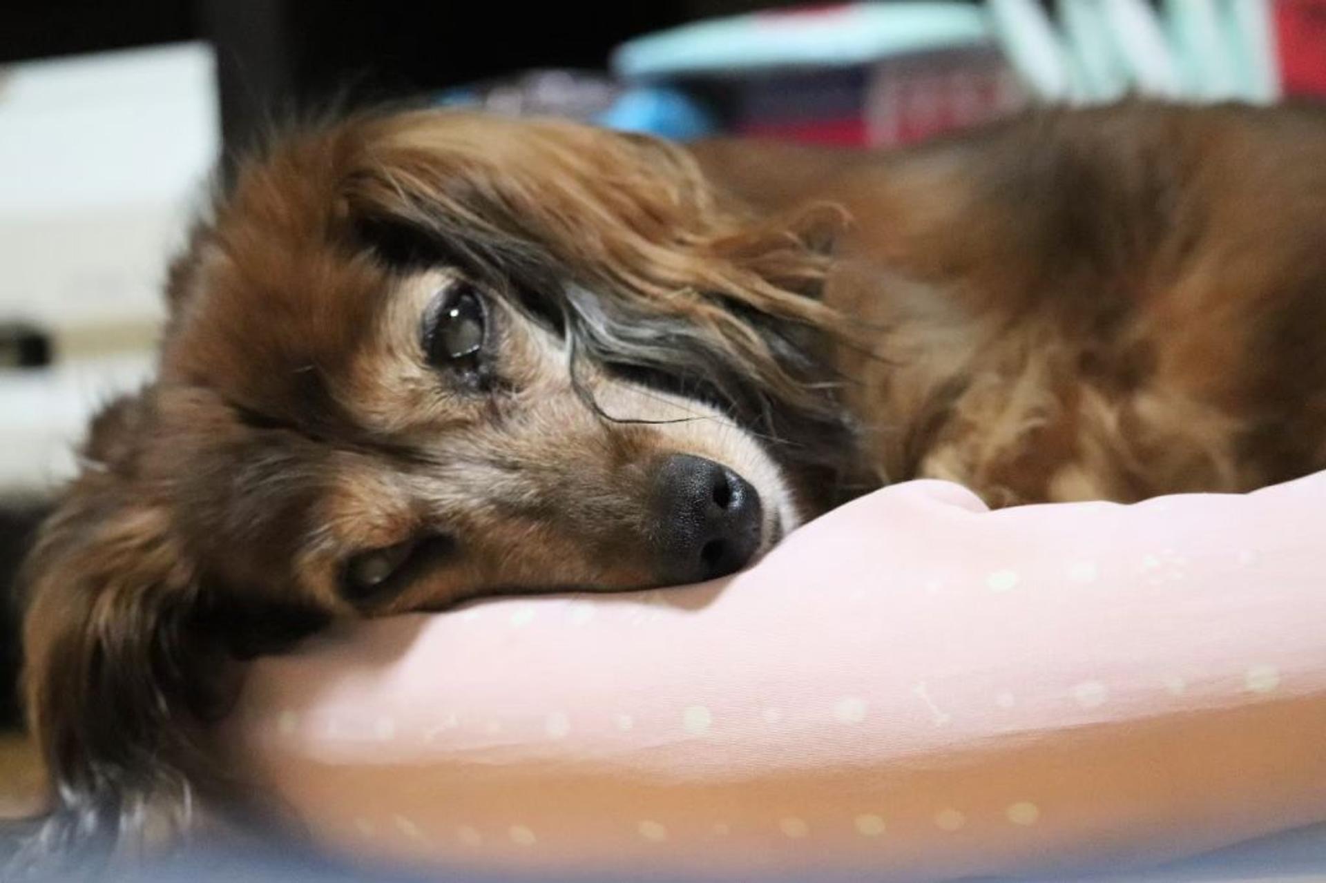 pet-image-9