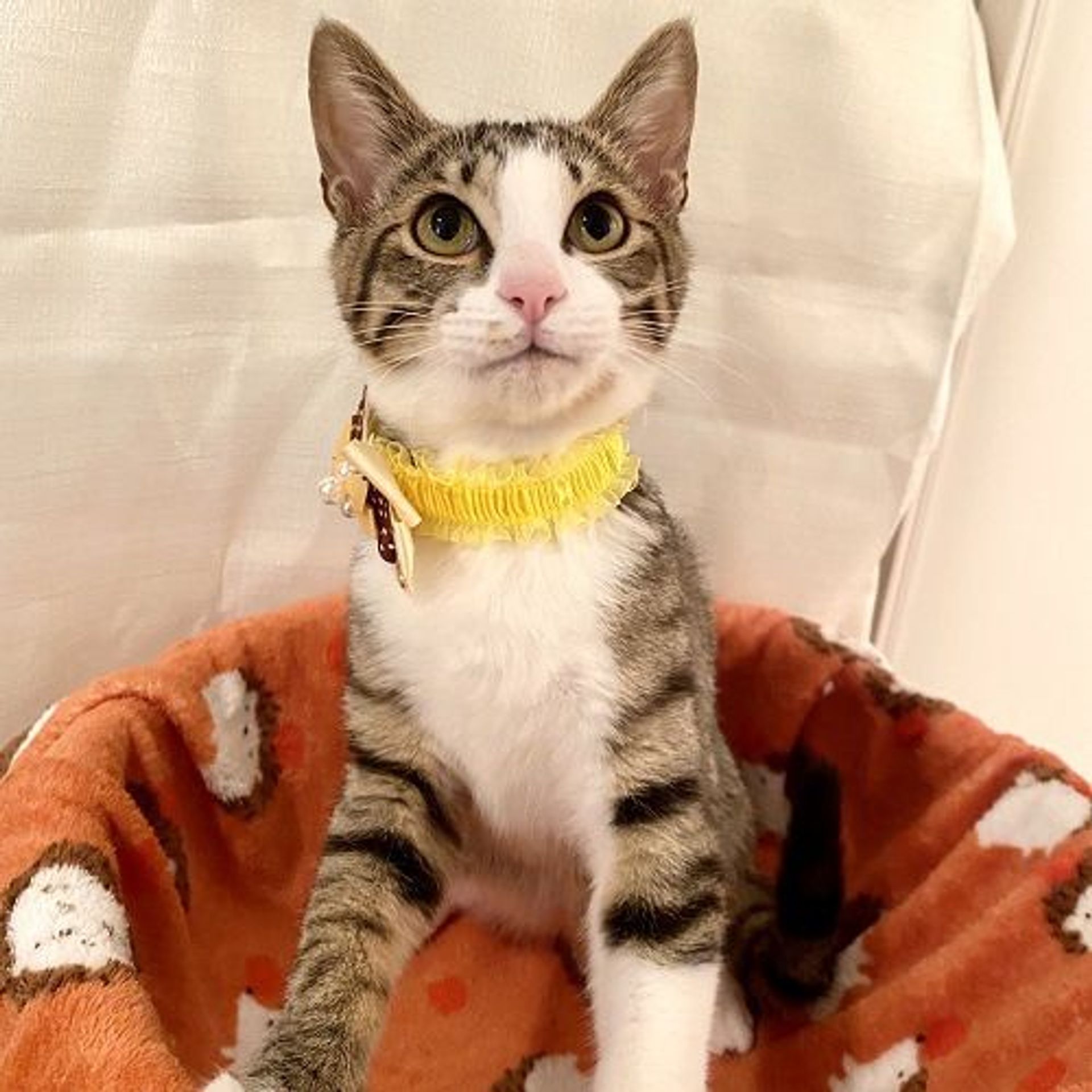 雑種（ミックス猫）・オスの里親募集の写真