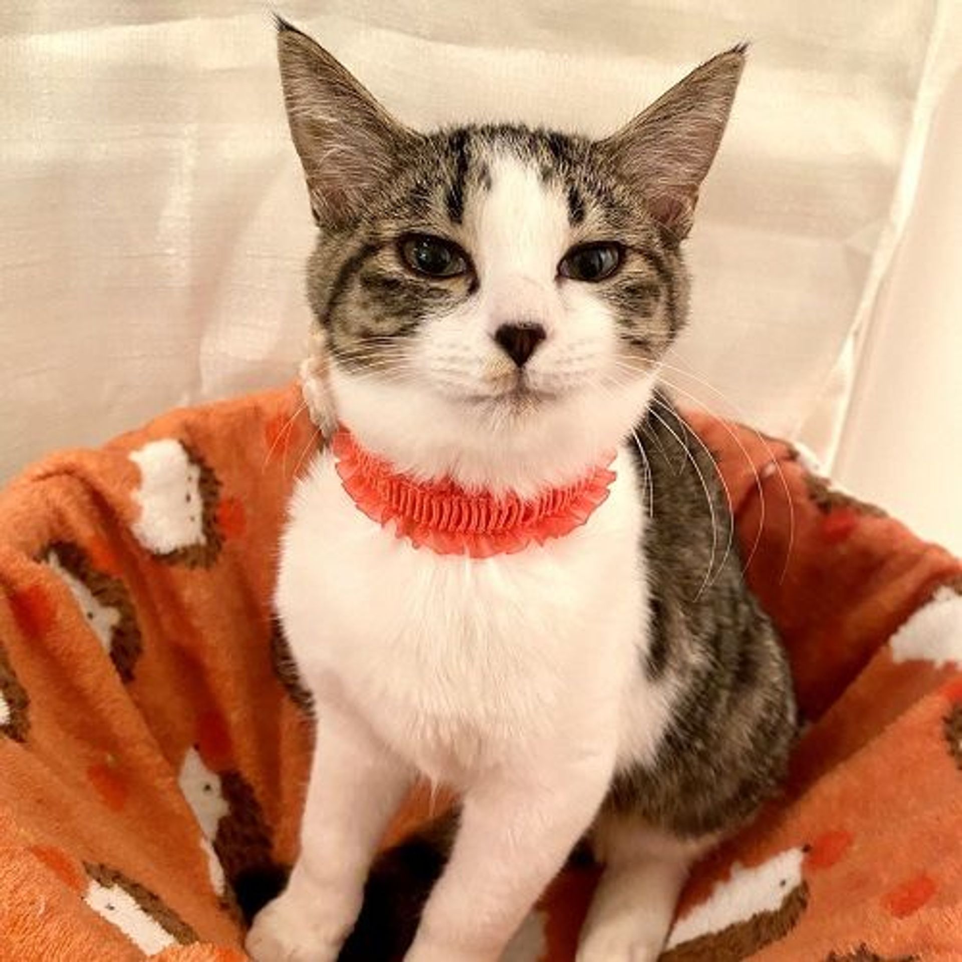 雑種（ミックス猫）・メスの里親募集の写真