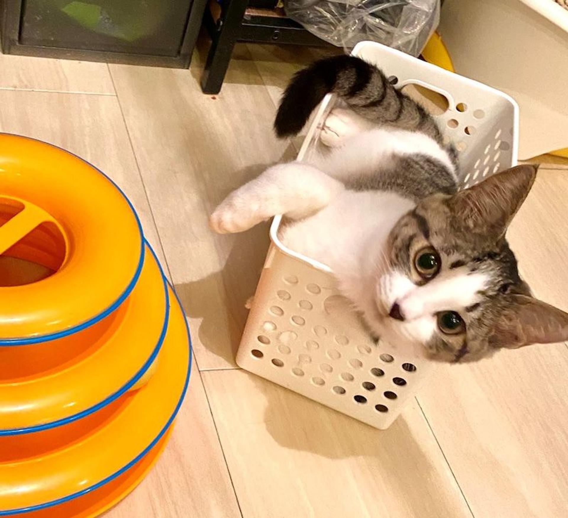 pet-image-3