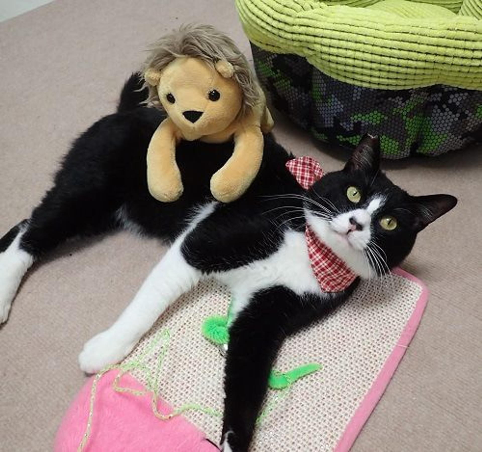 pet-image-3