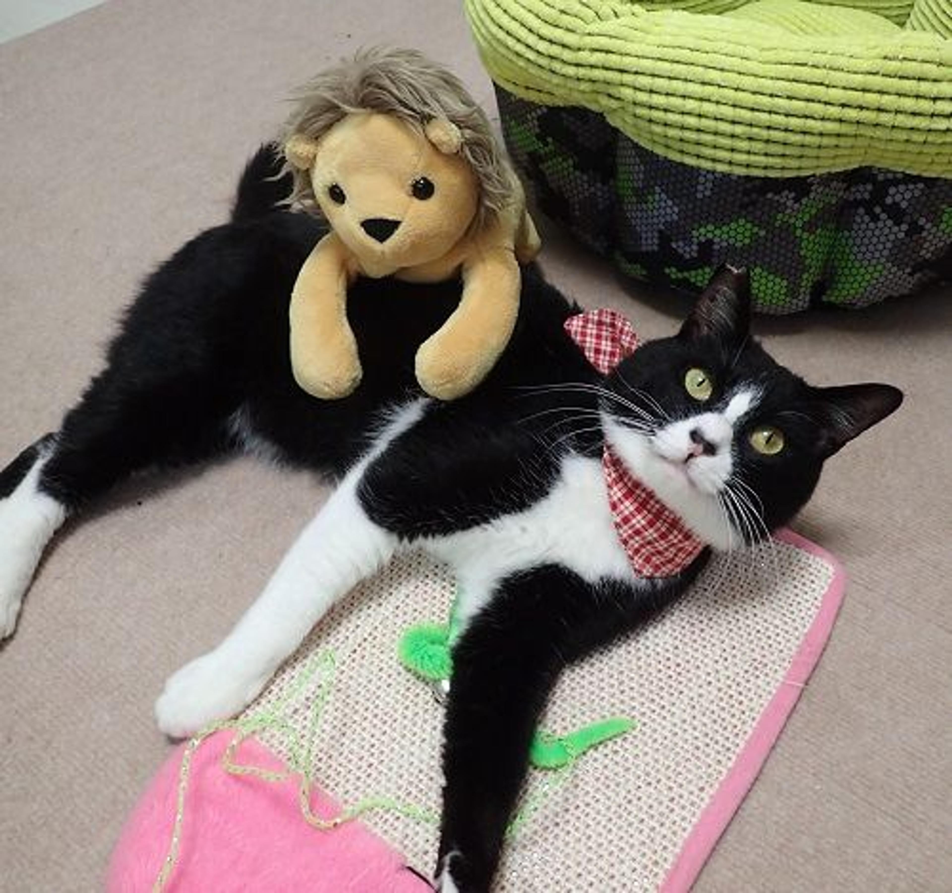 pet-image-3