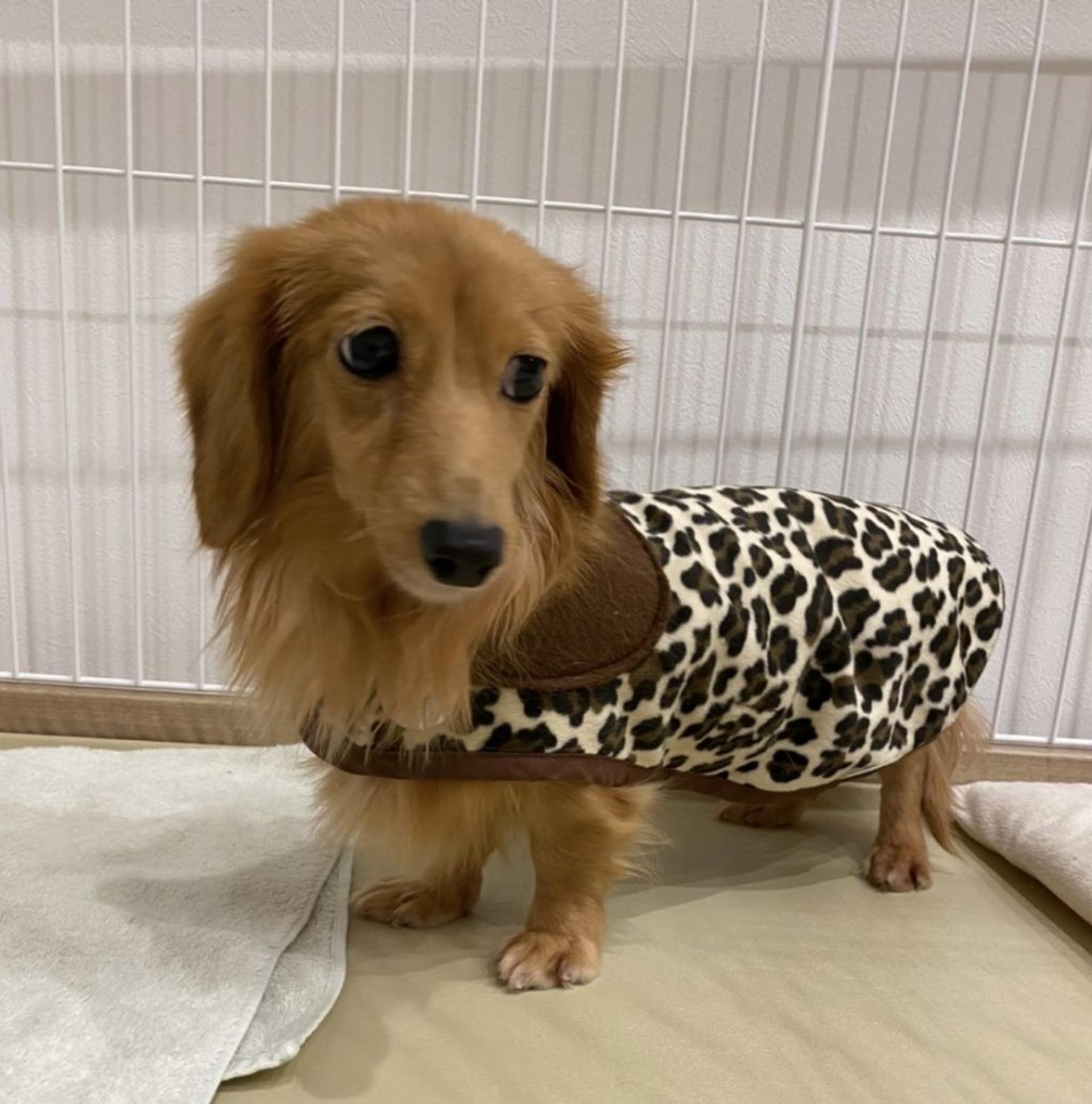 pet-image-4
