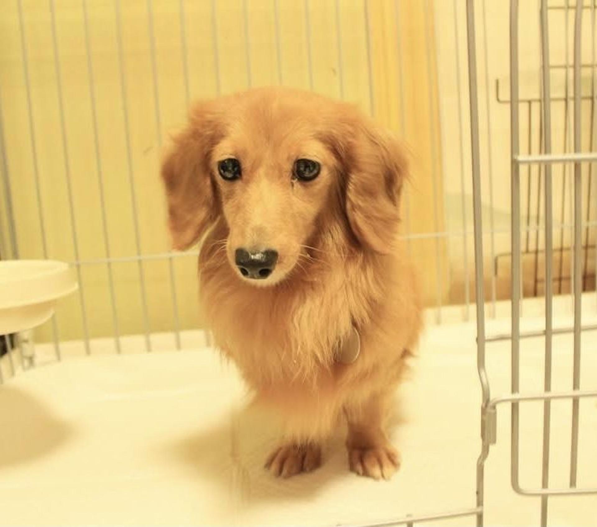 pet-image-6