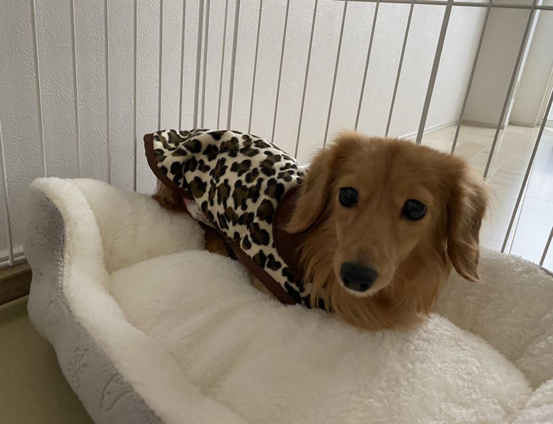 pet-image-8