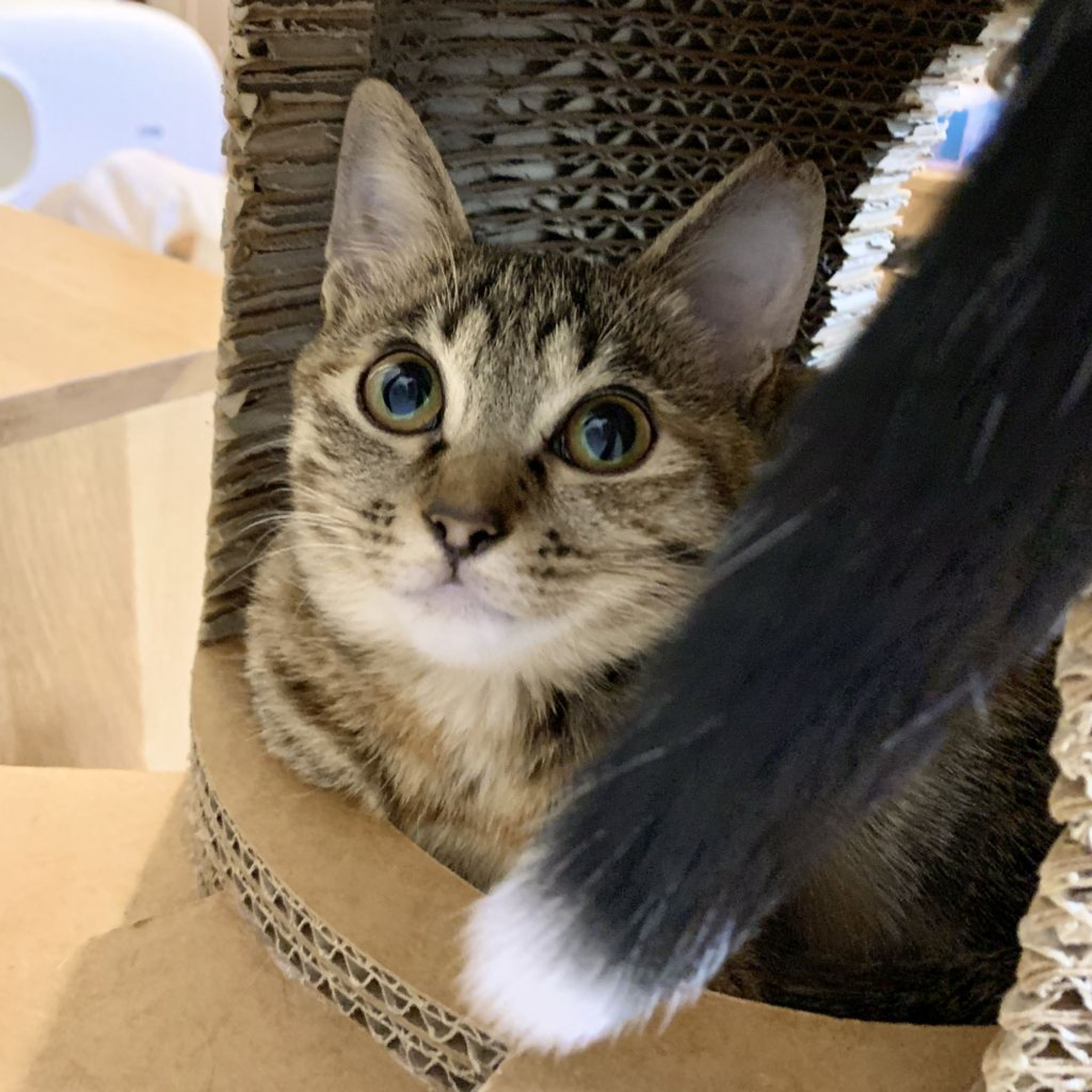pet-image-4