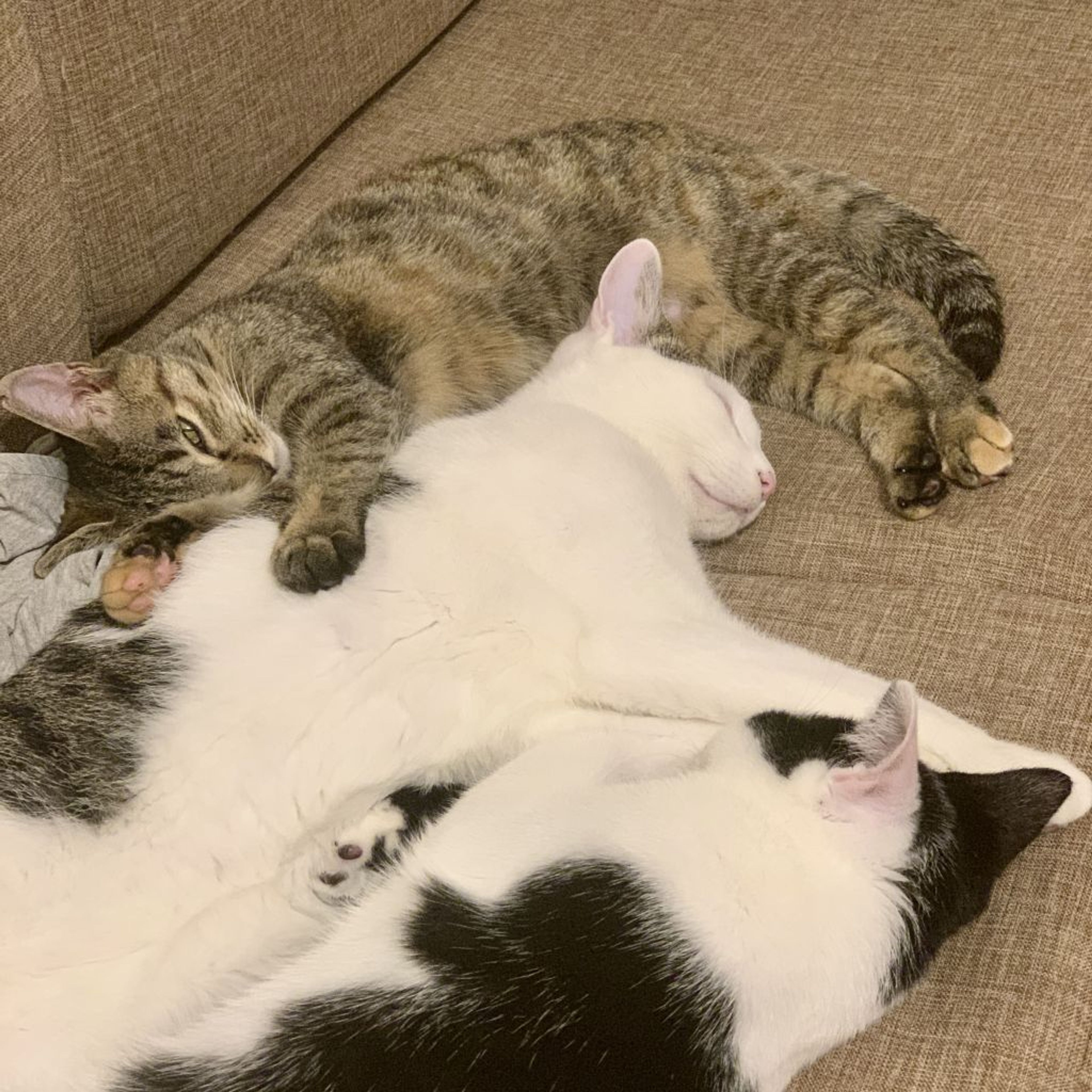 pet-image-5
