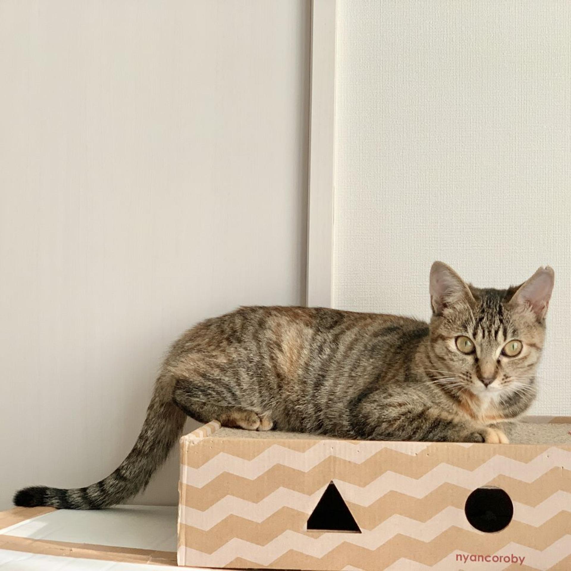 pet-image-6