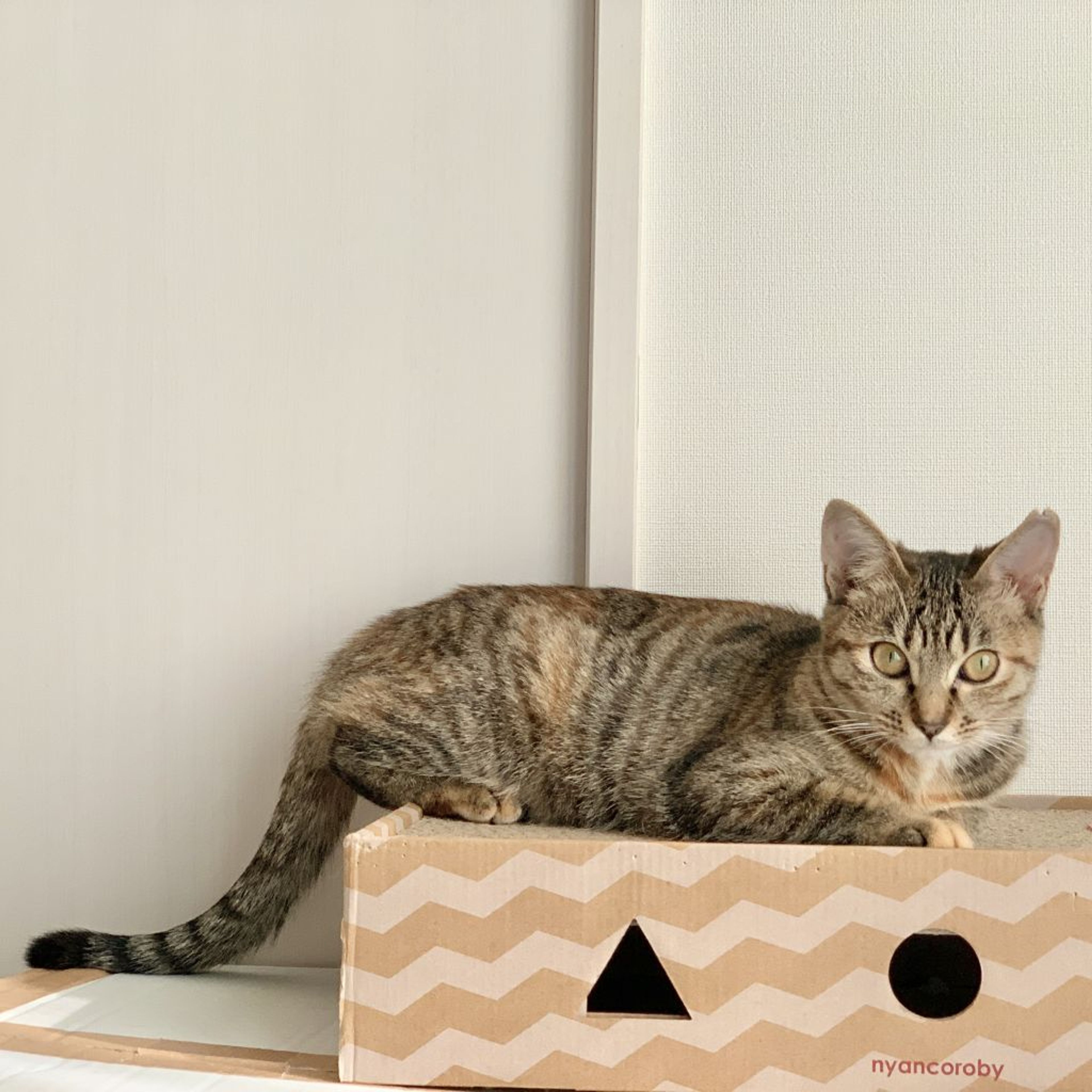 pet-image-6