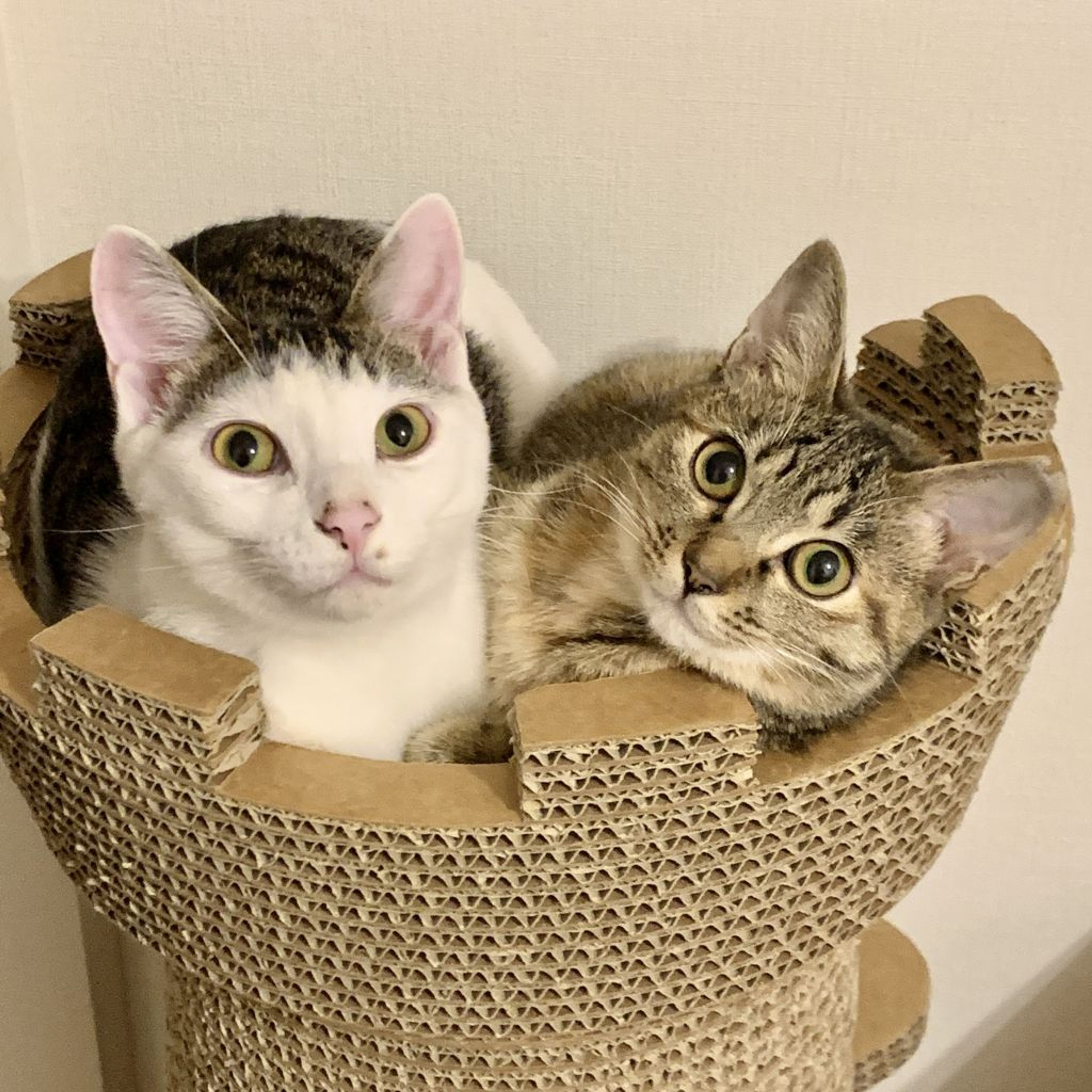 pet-image-7