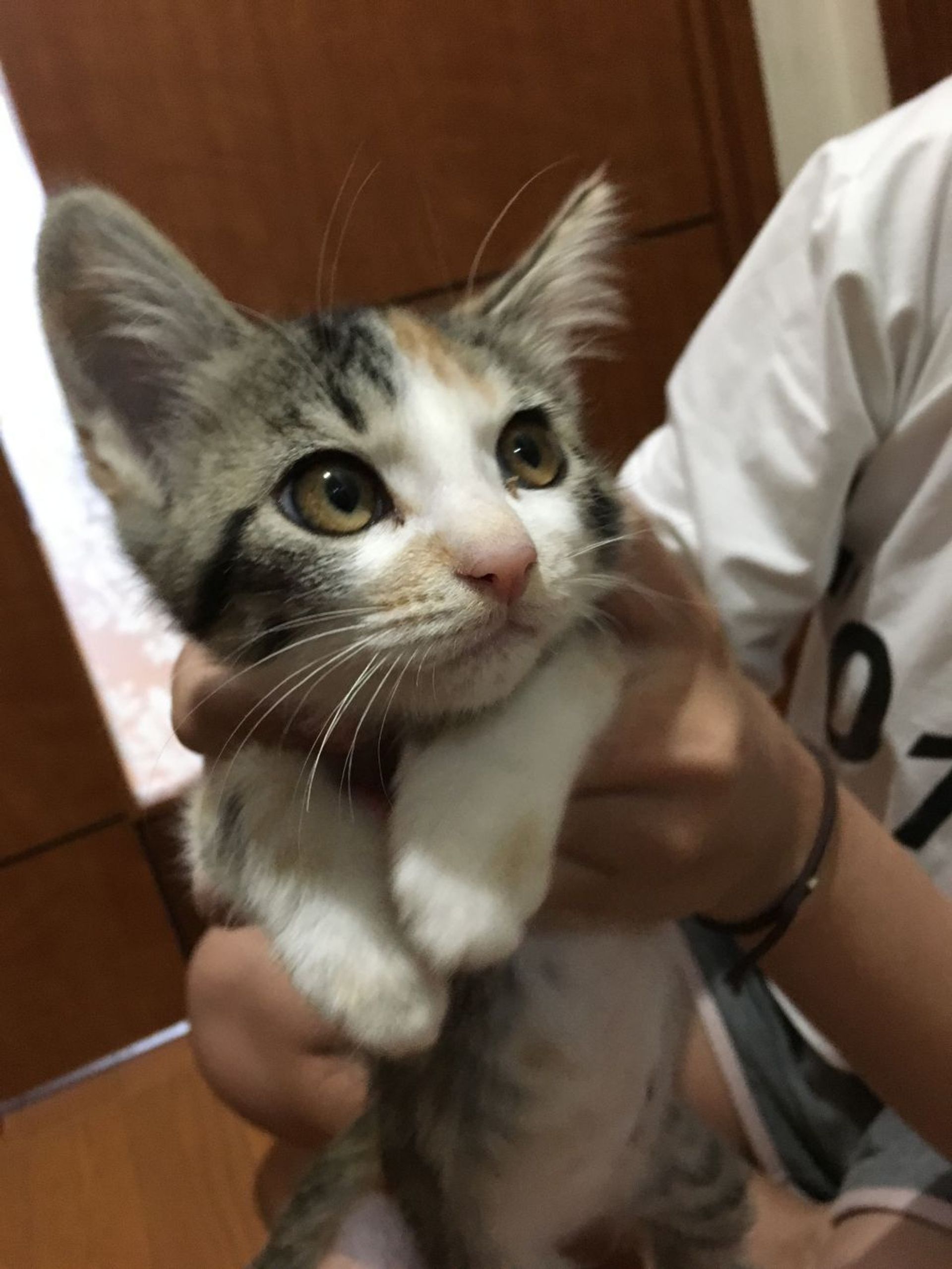 雑種（ミックス猫）・メスの里親募集の写真