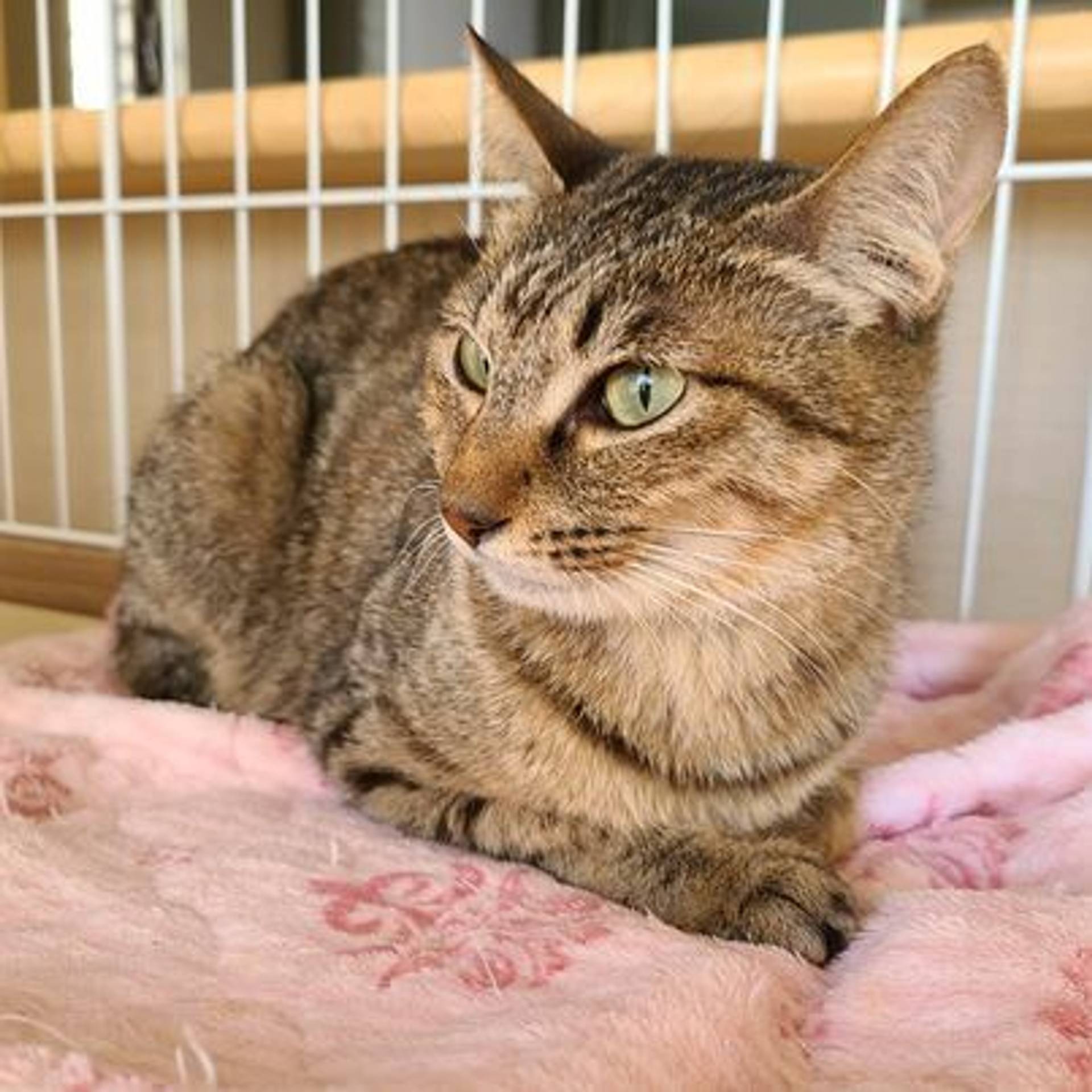 雑種（ミックス猫）・メスの里親募集の写真