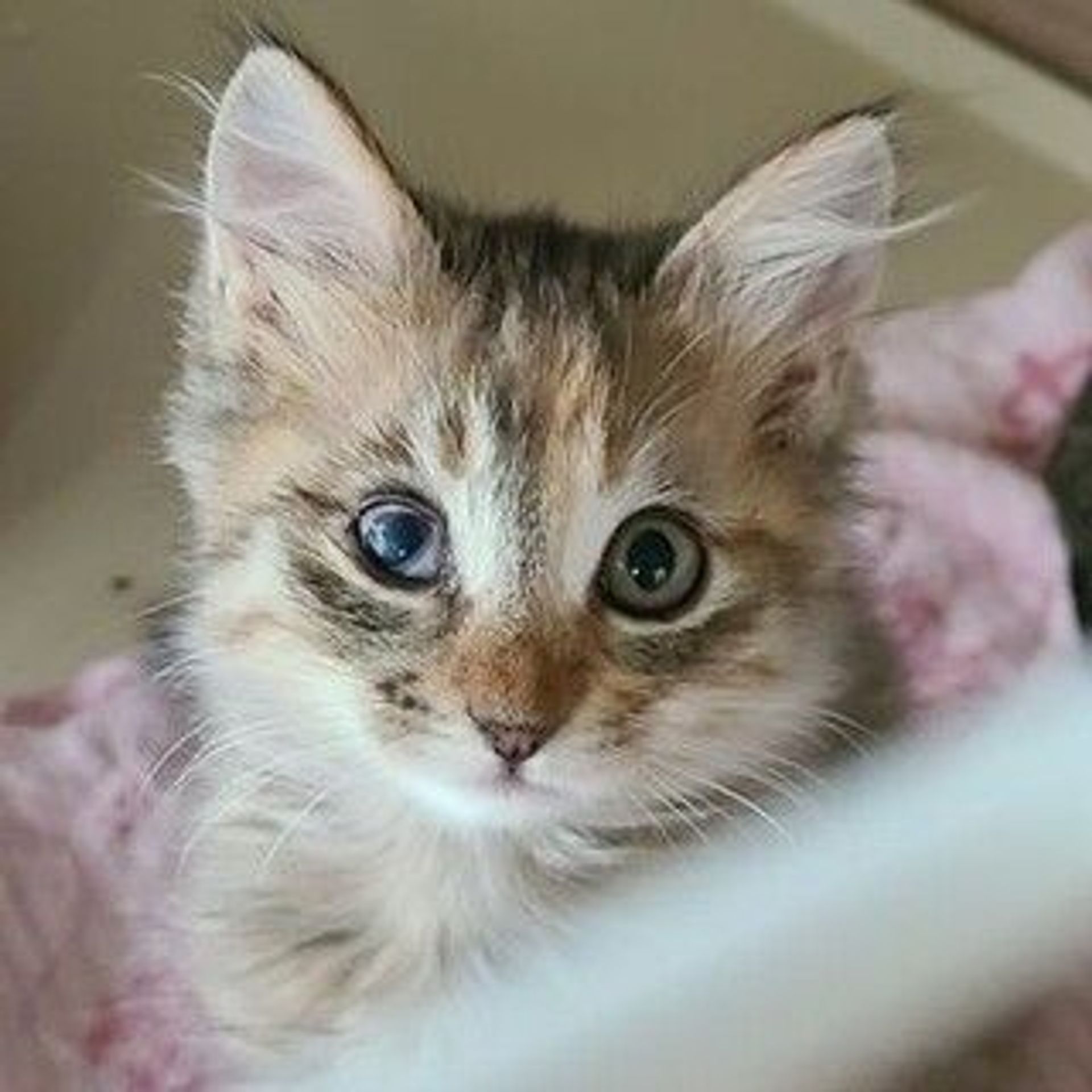 雑種（ミックス猫）・メスの里親募集の写真
