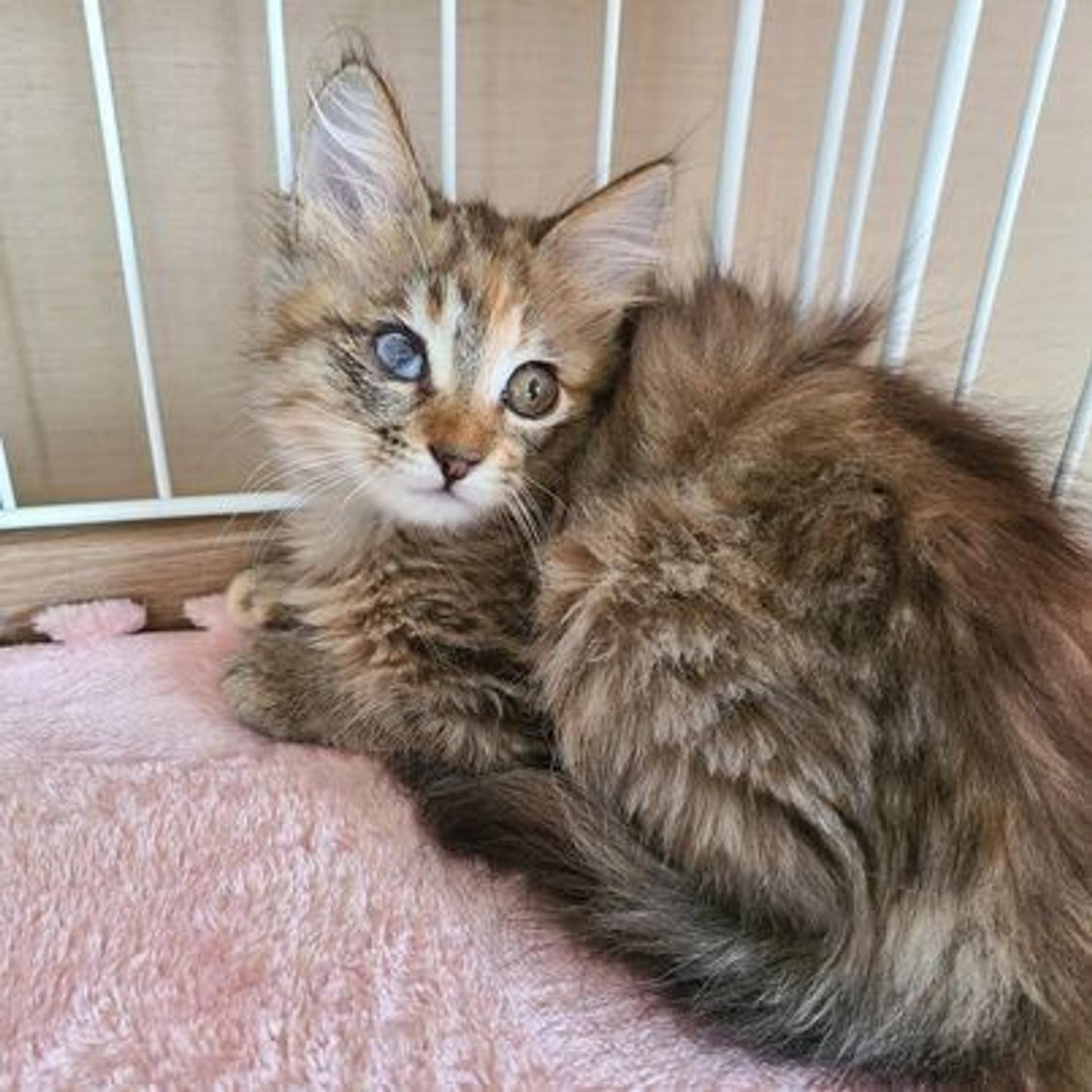 pet-image-3