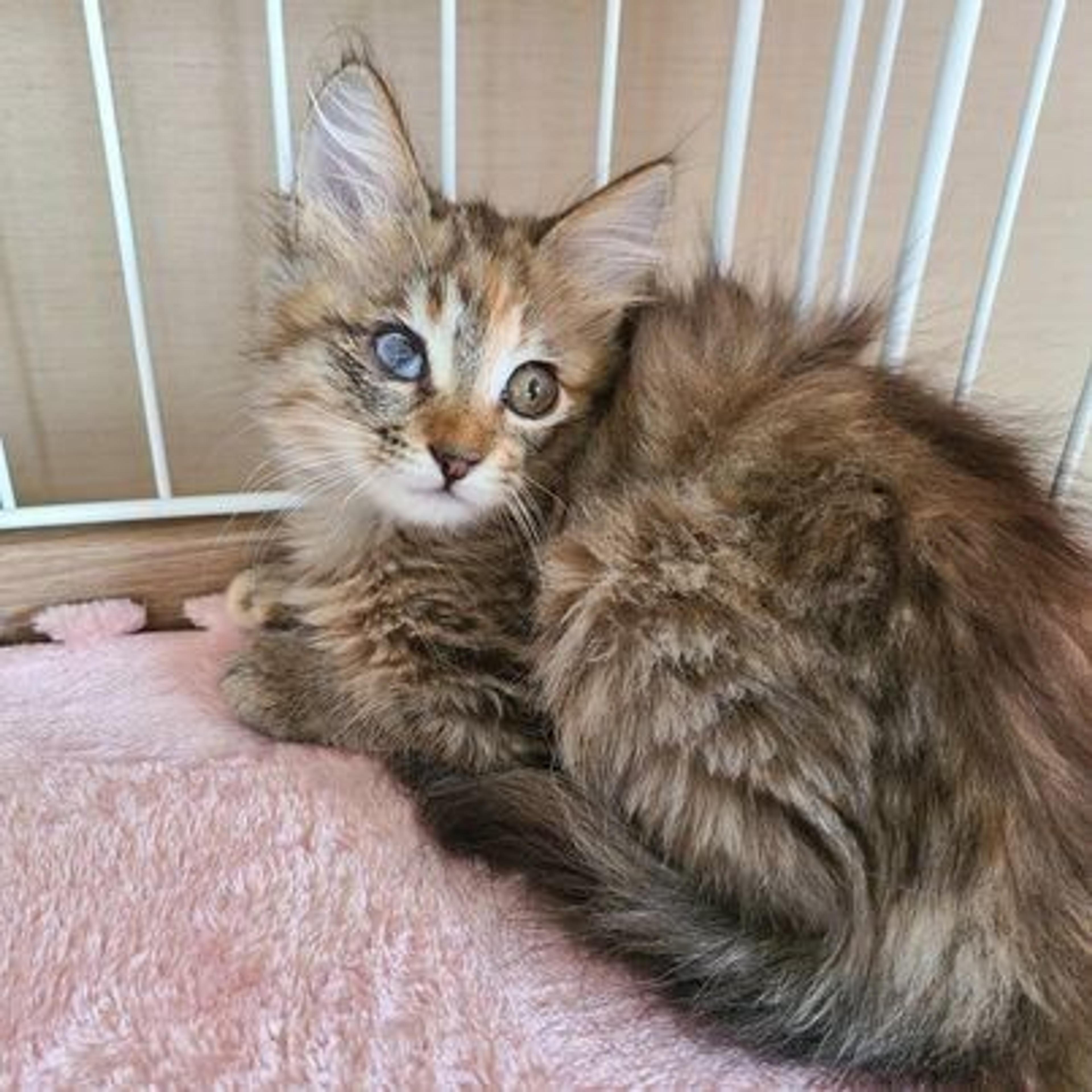 pet-image-3