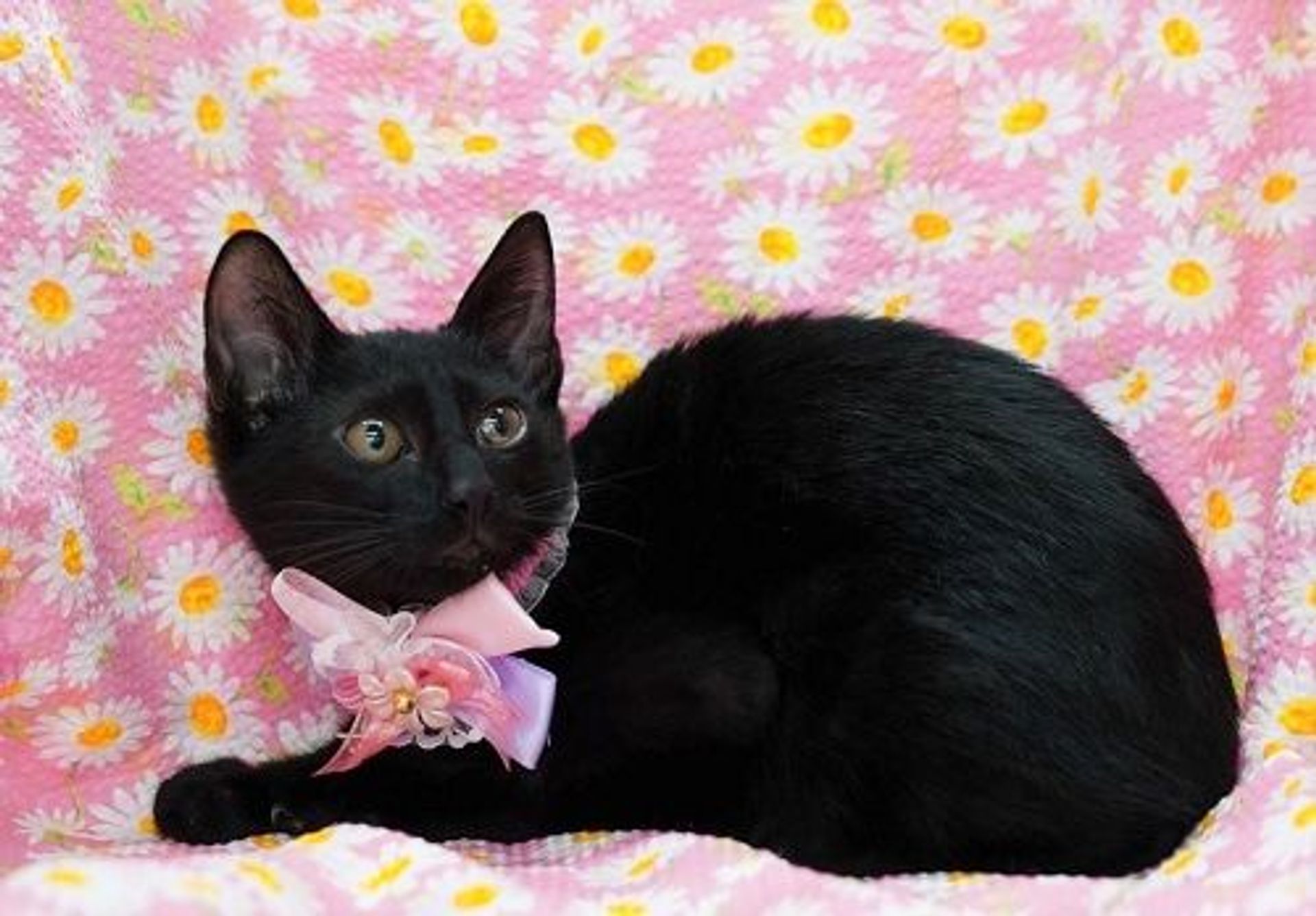 雑種（ミックス猫）・オスの里親募集の写真