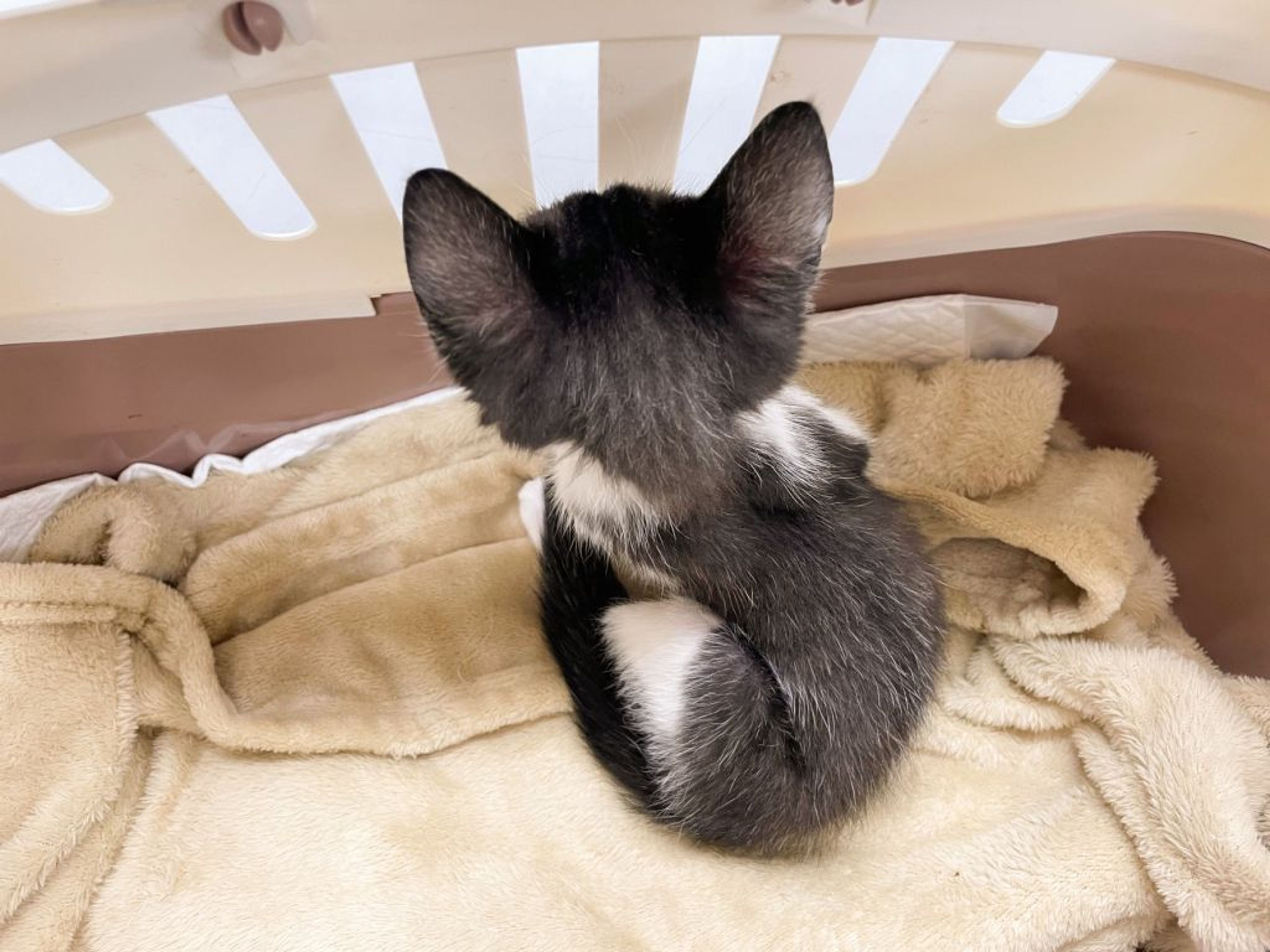 pet-image-3
