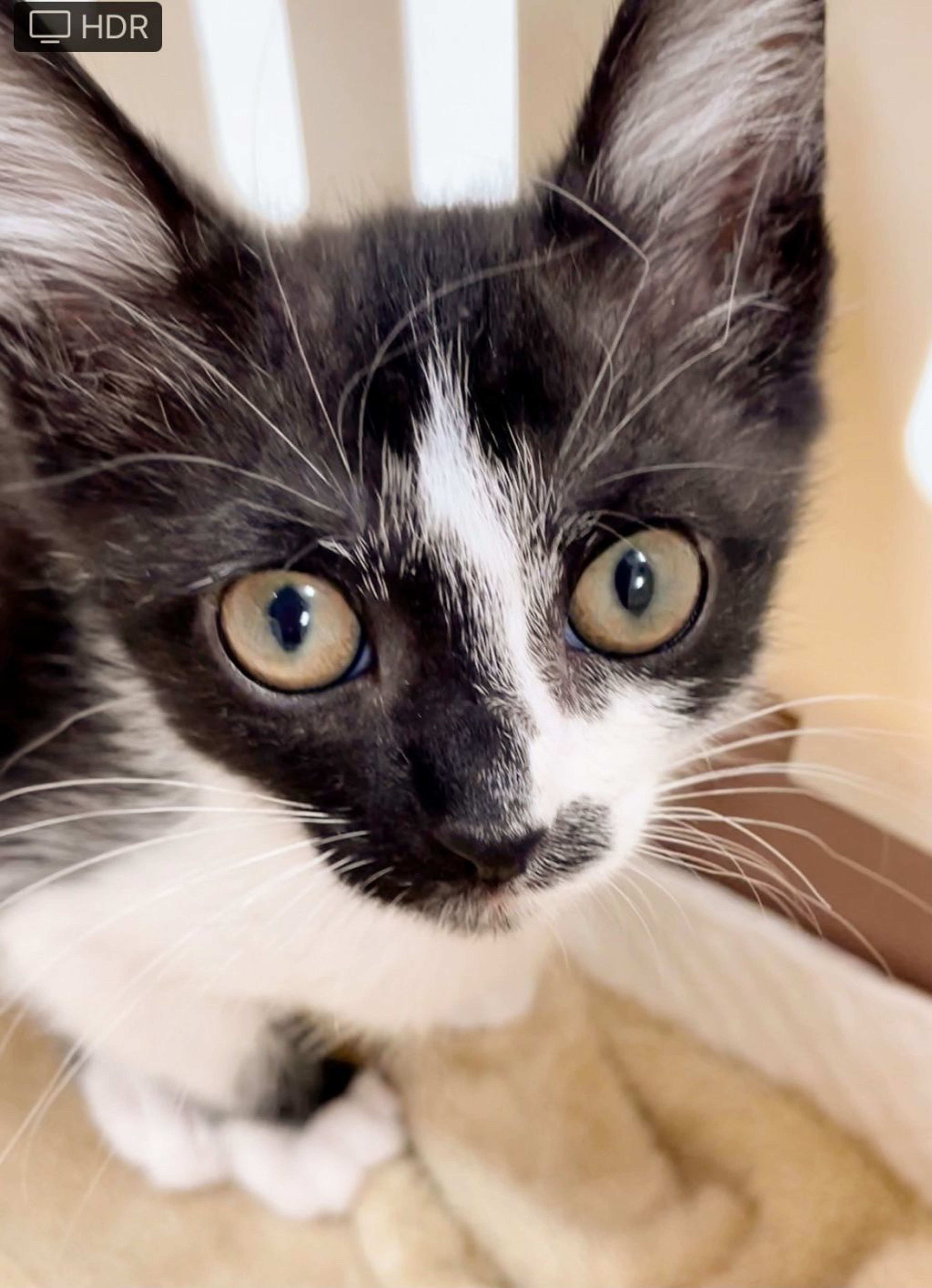 pet-image-4