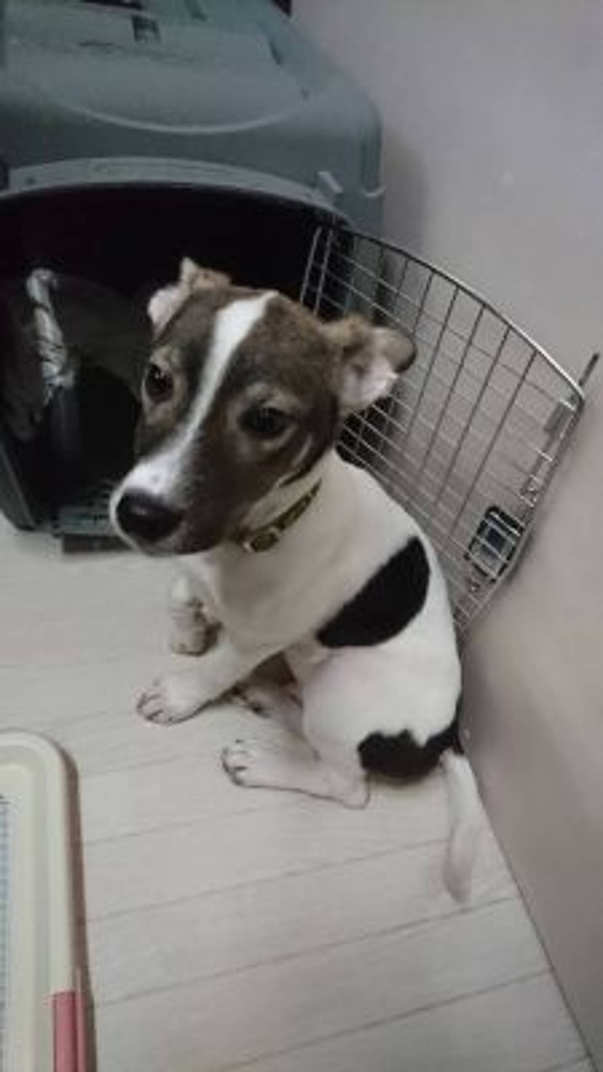 雑種（ミックス犬）・オスの里親募集の写真