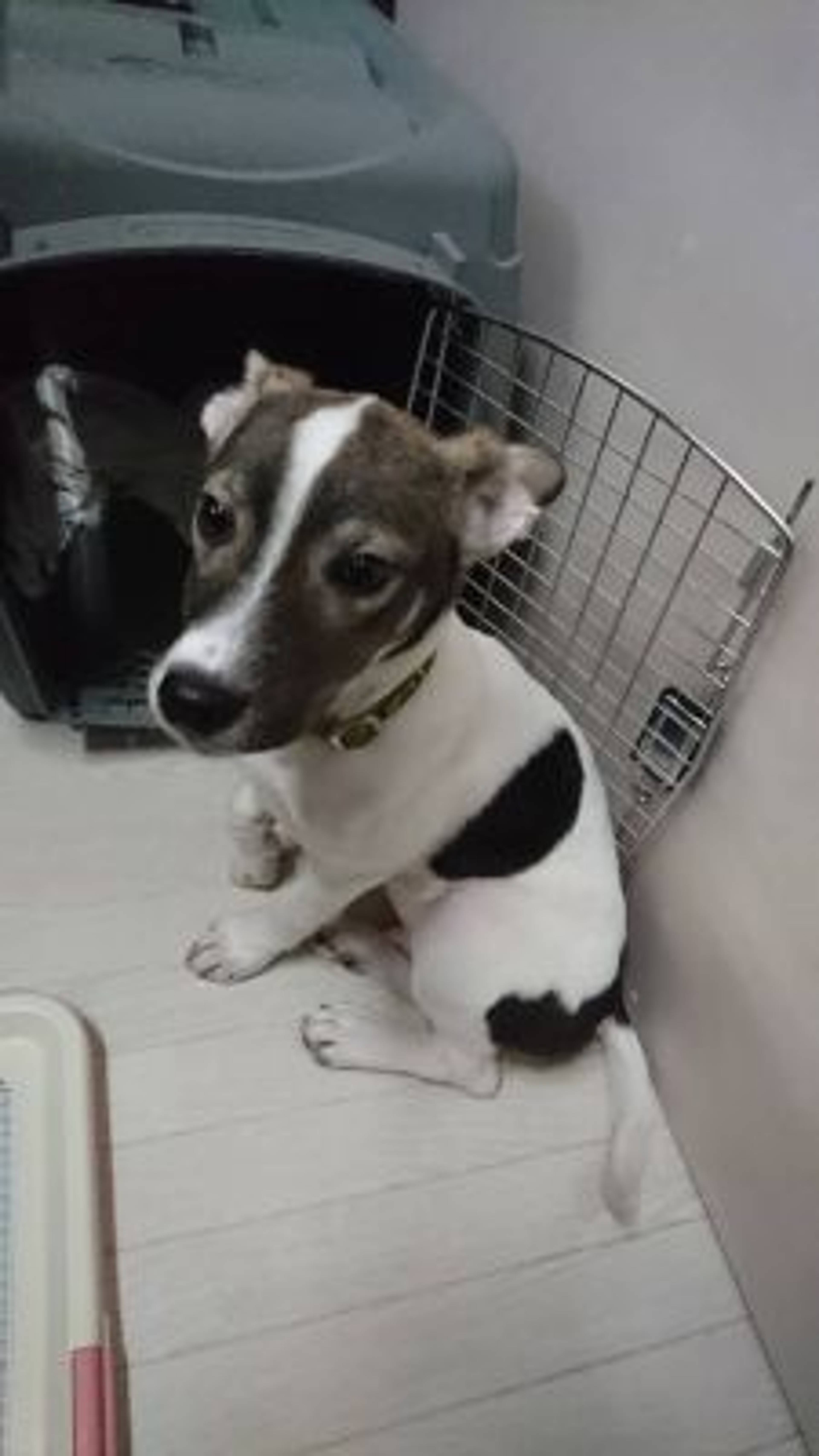 雑種（ミックス犬）・オスの里親募集の写真