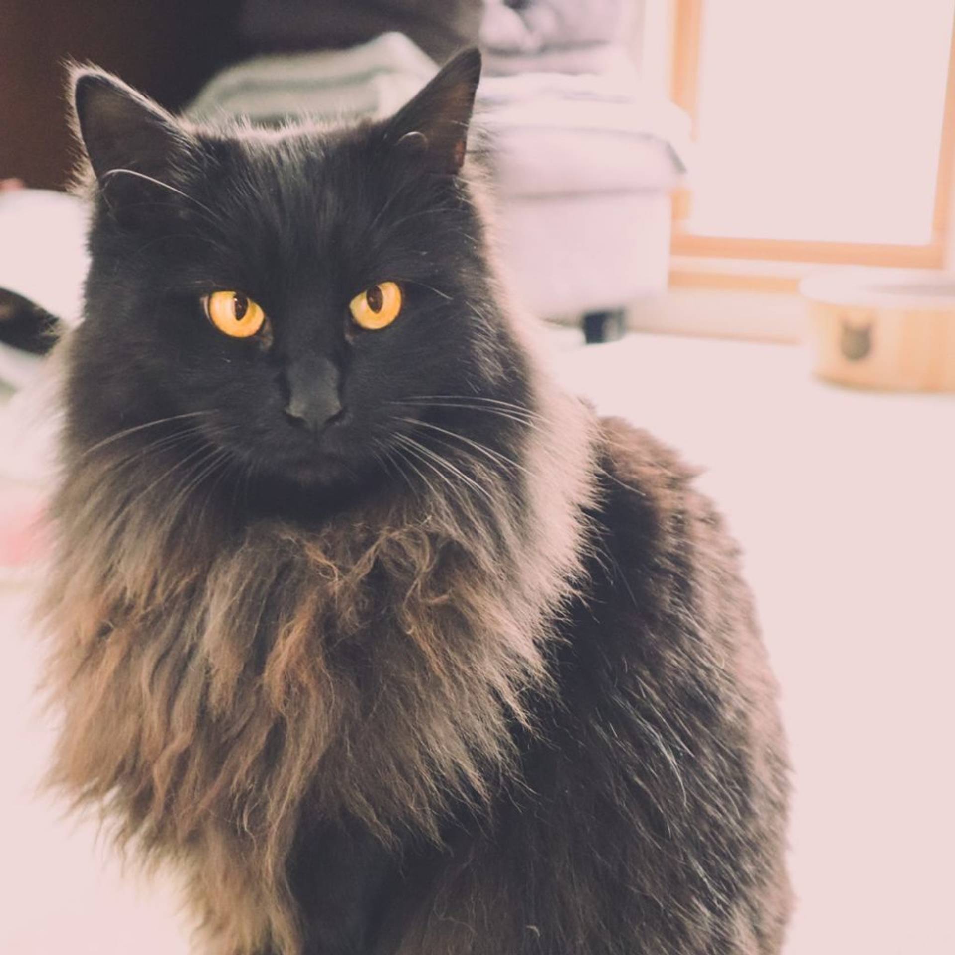 雑種（ミックス猫）・メスの里親募集の写真