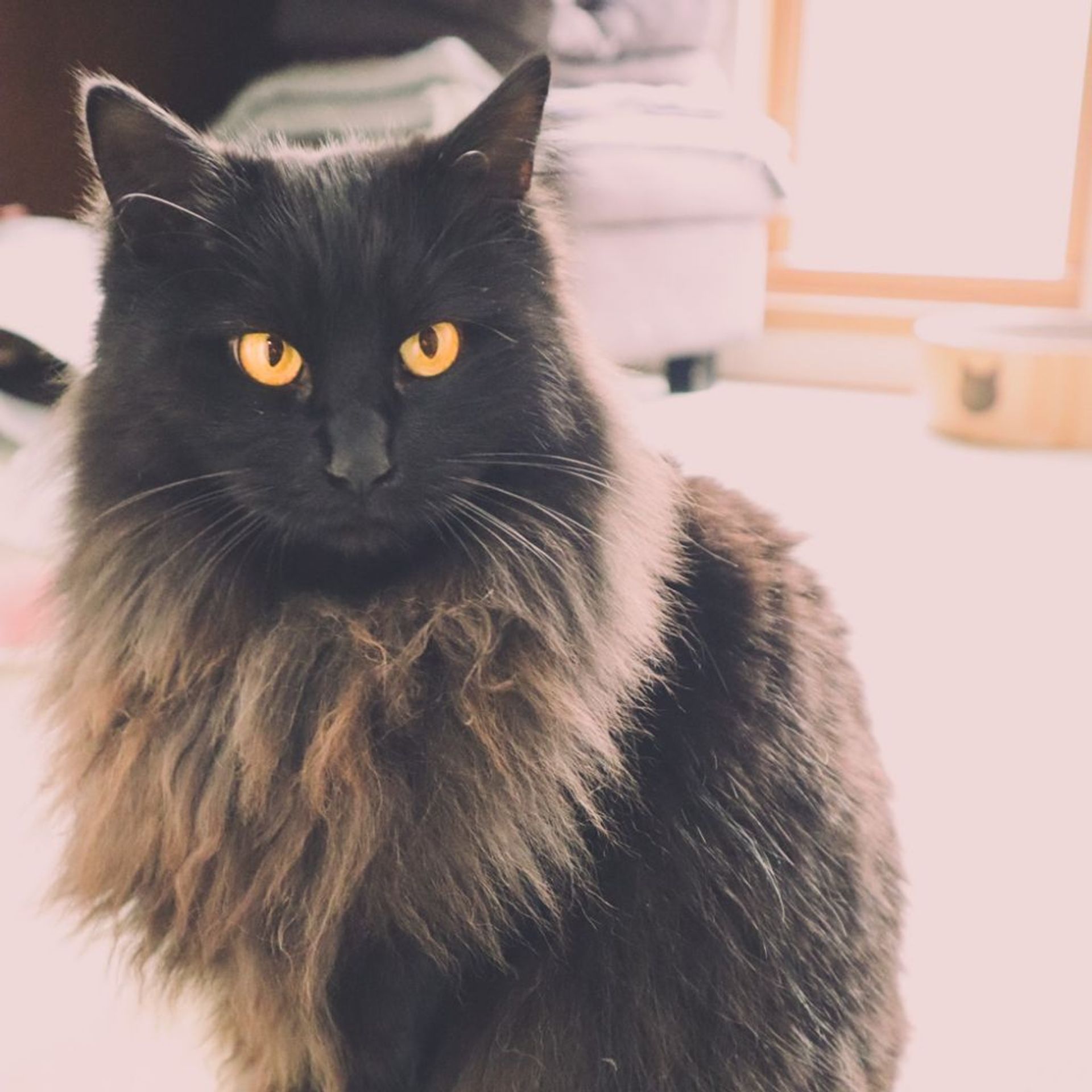 雑種（ミックス猫）・メスの里親募集の写真