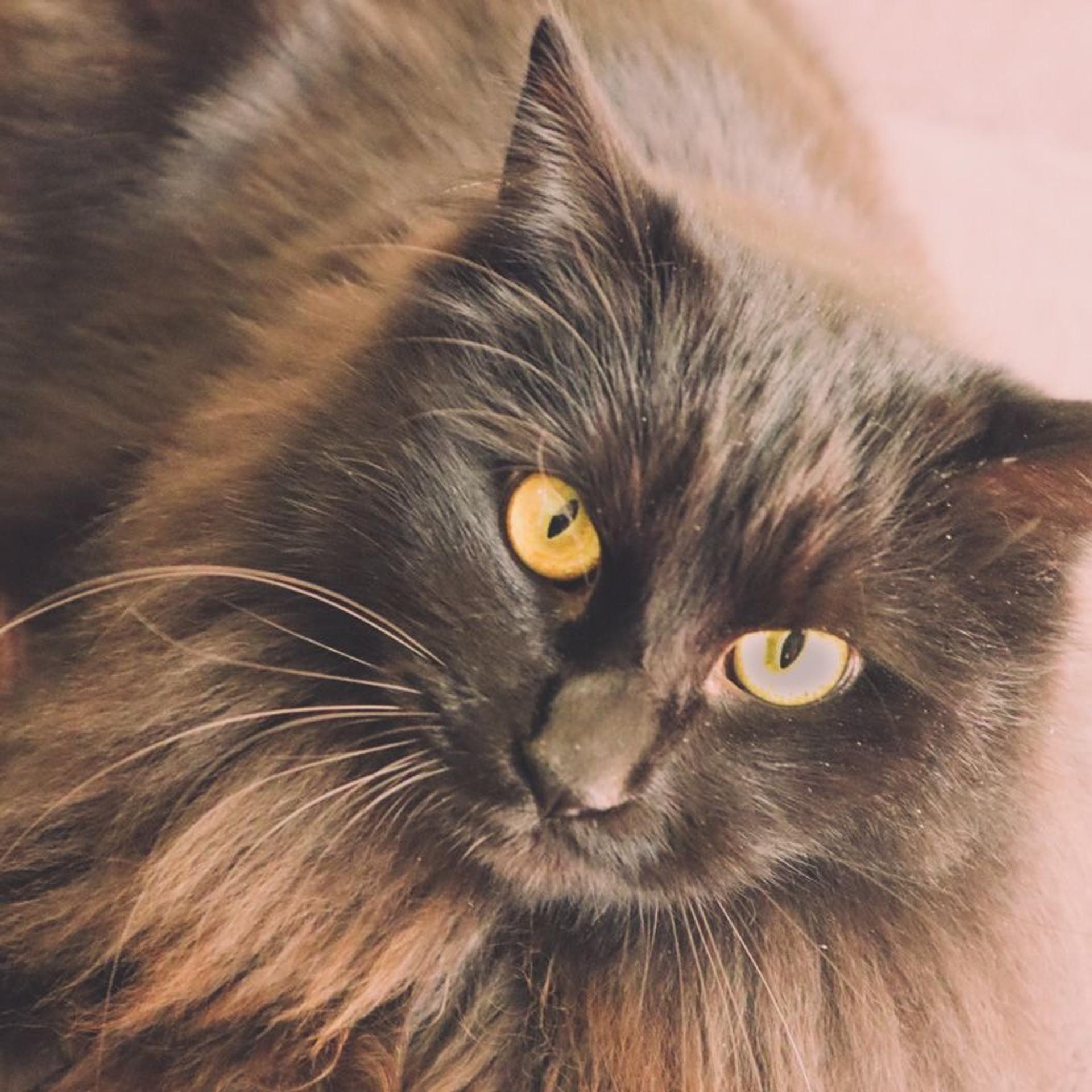 pet-image-2