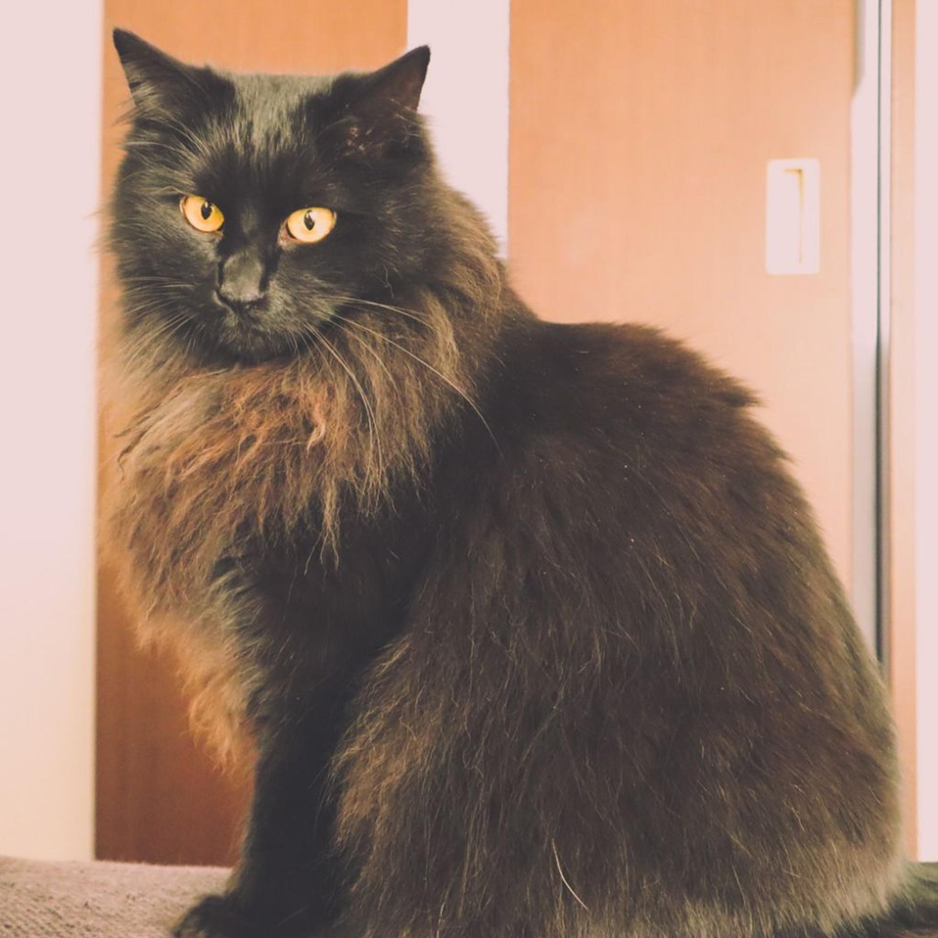 pet-image-4