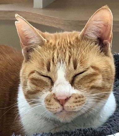 ルルの写真