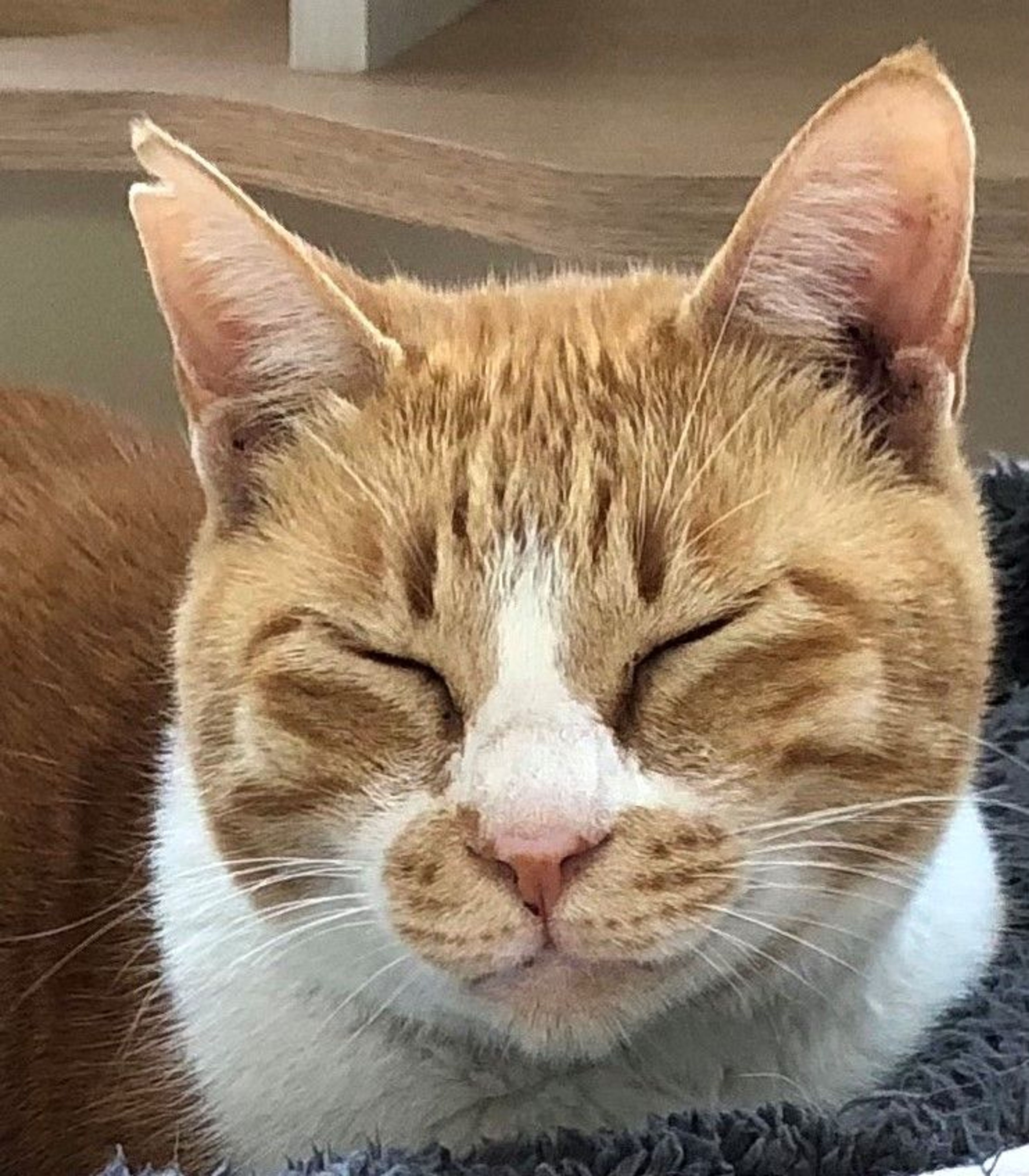 雑種（ミックス猫）・メスの里親募集の写真