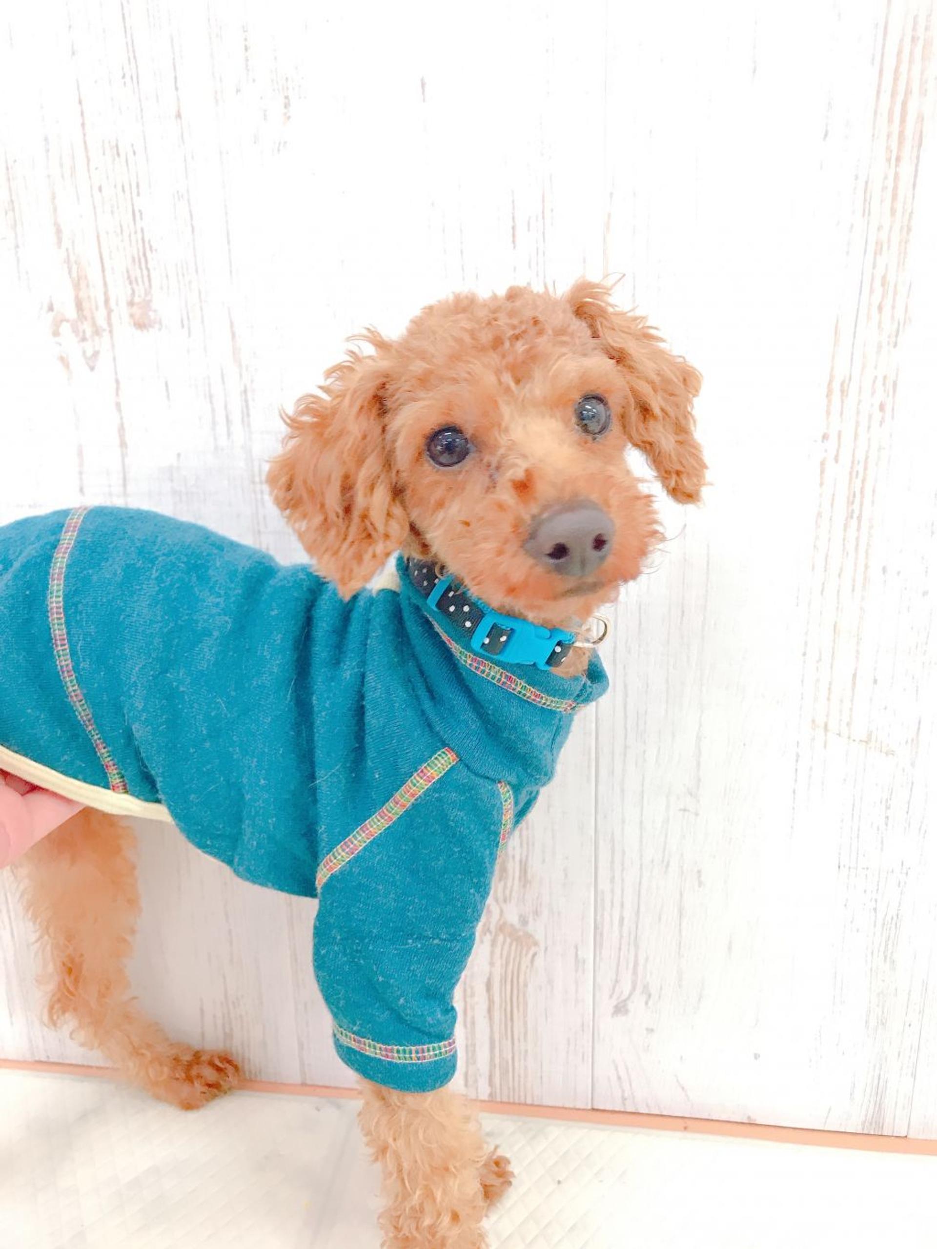 pet-image-2