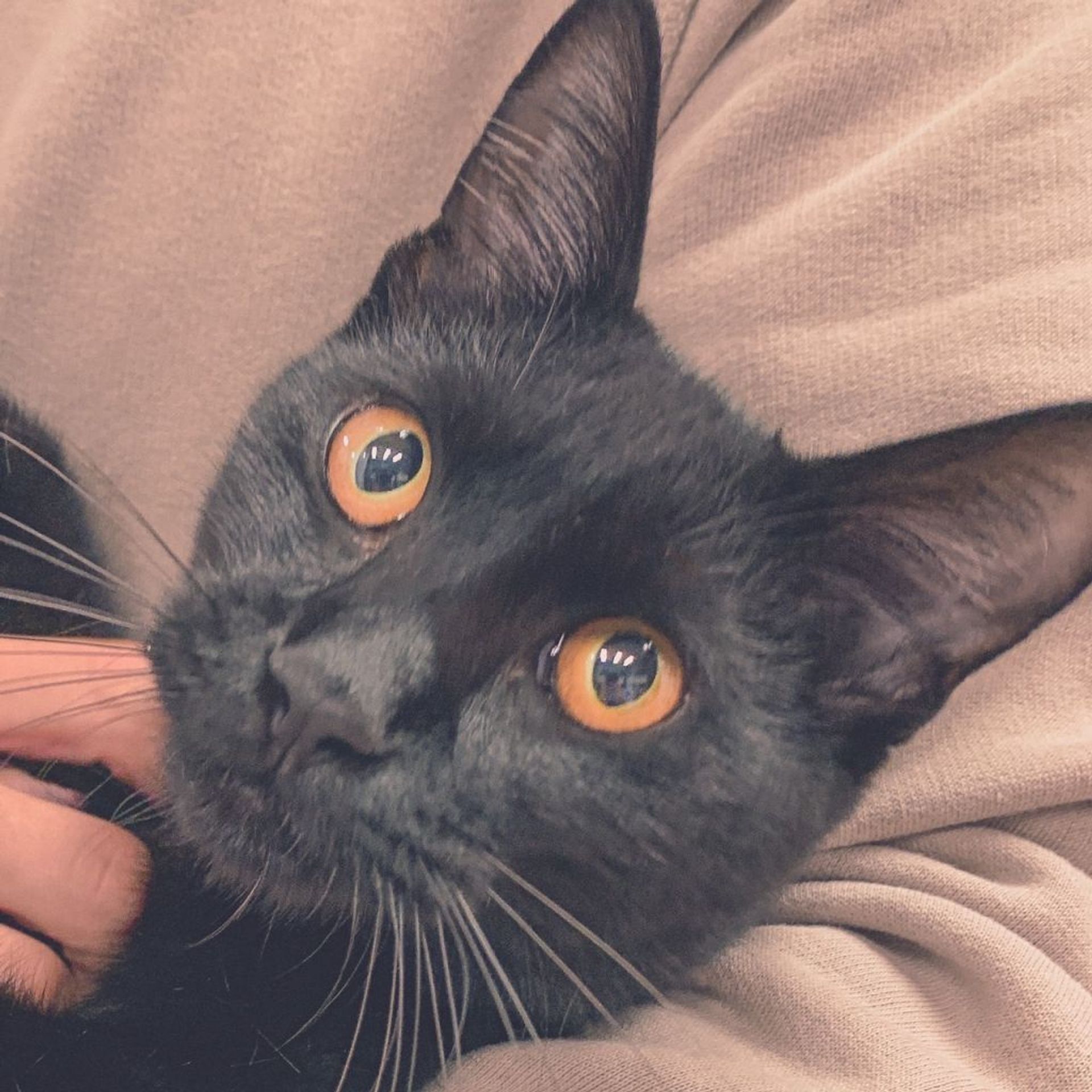 雑種（ミックス猫）・オスの里親募集の写真