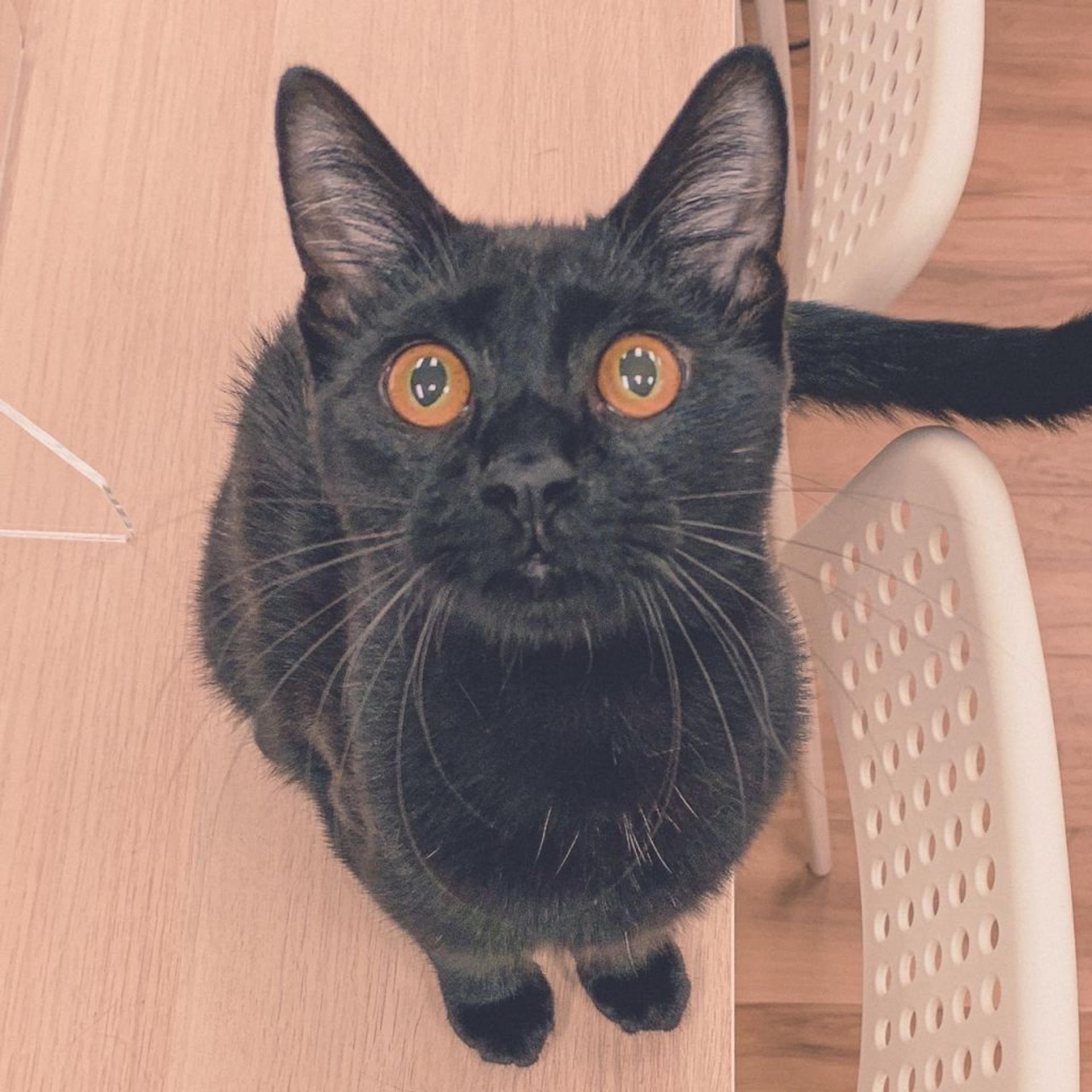pet-image-4