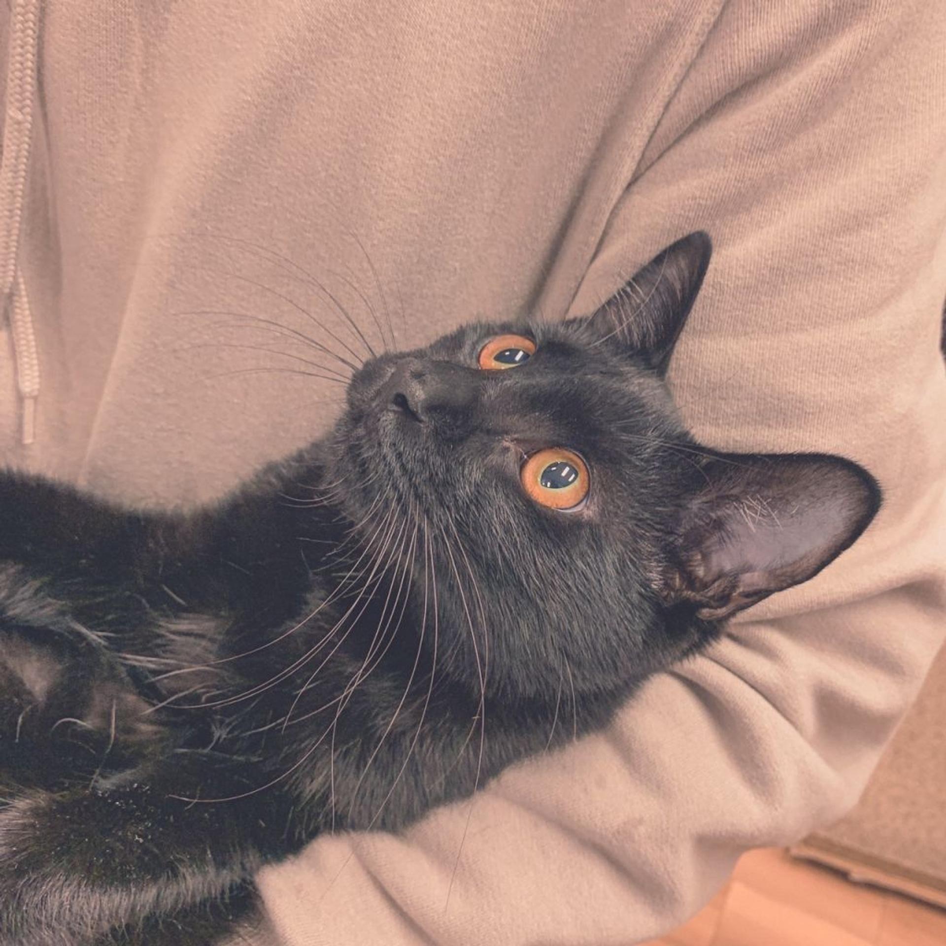 pet-image-5