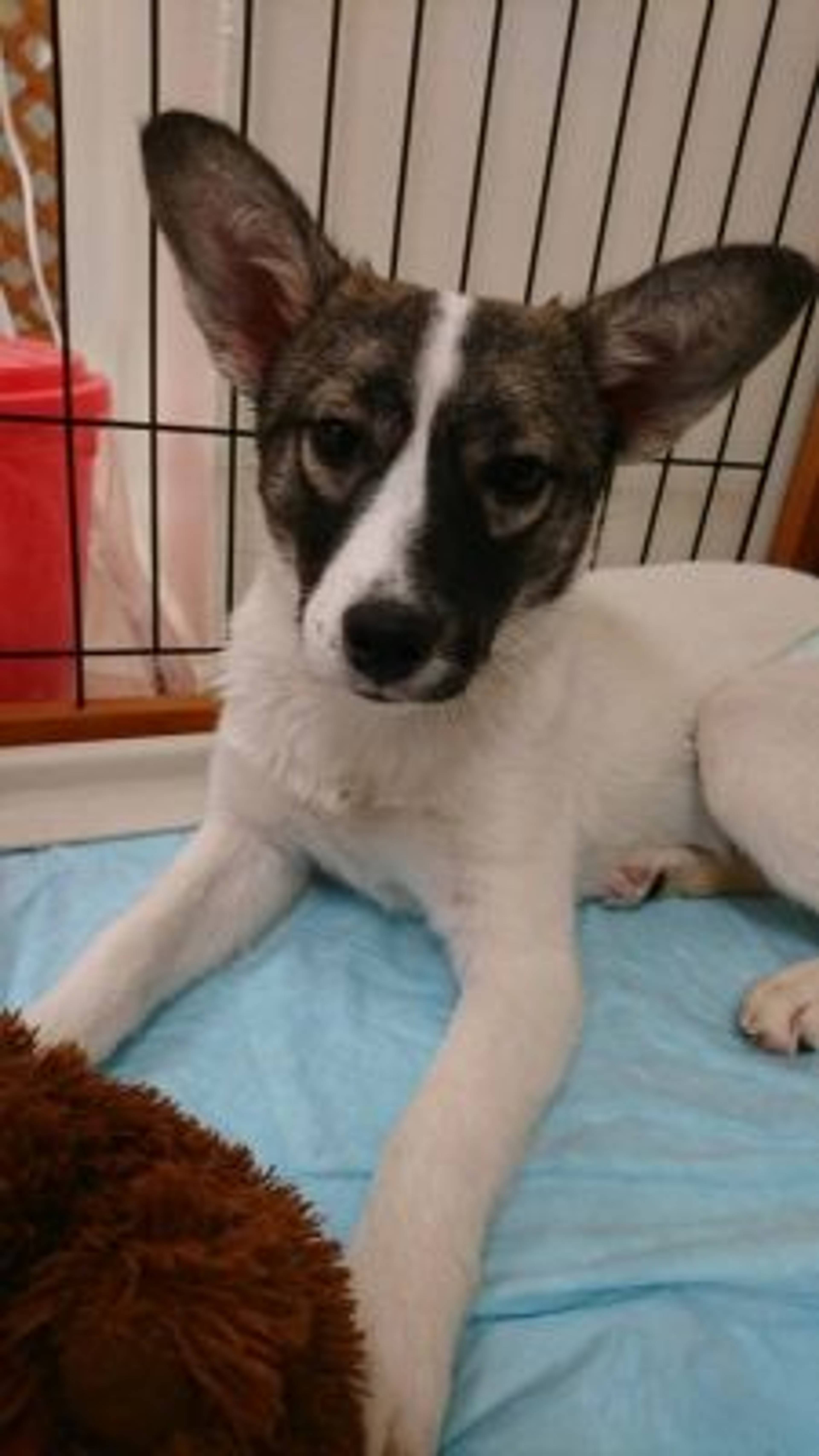 雑種（ミックス犬）・メスの里親募集の写真