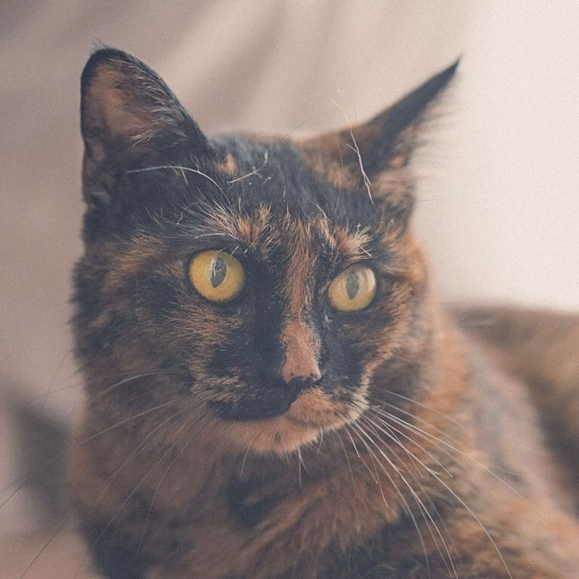 雑種（ミックス猫）・メスの里親募集の写真