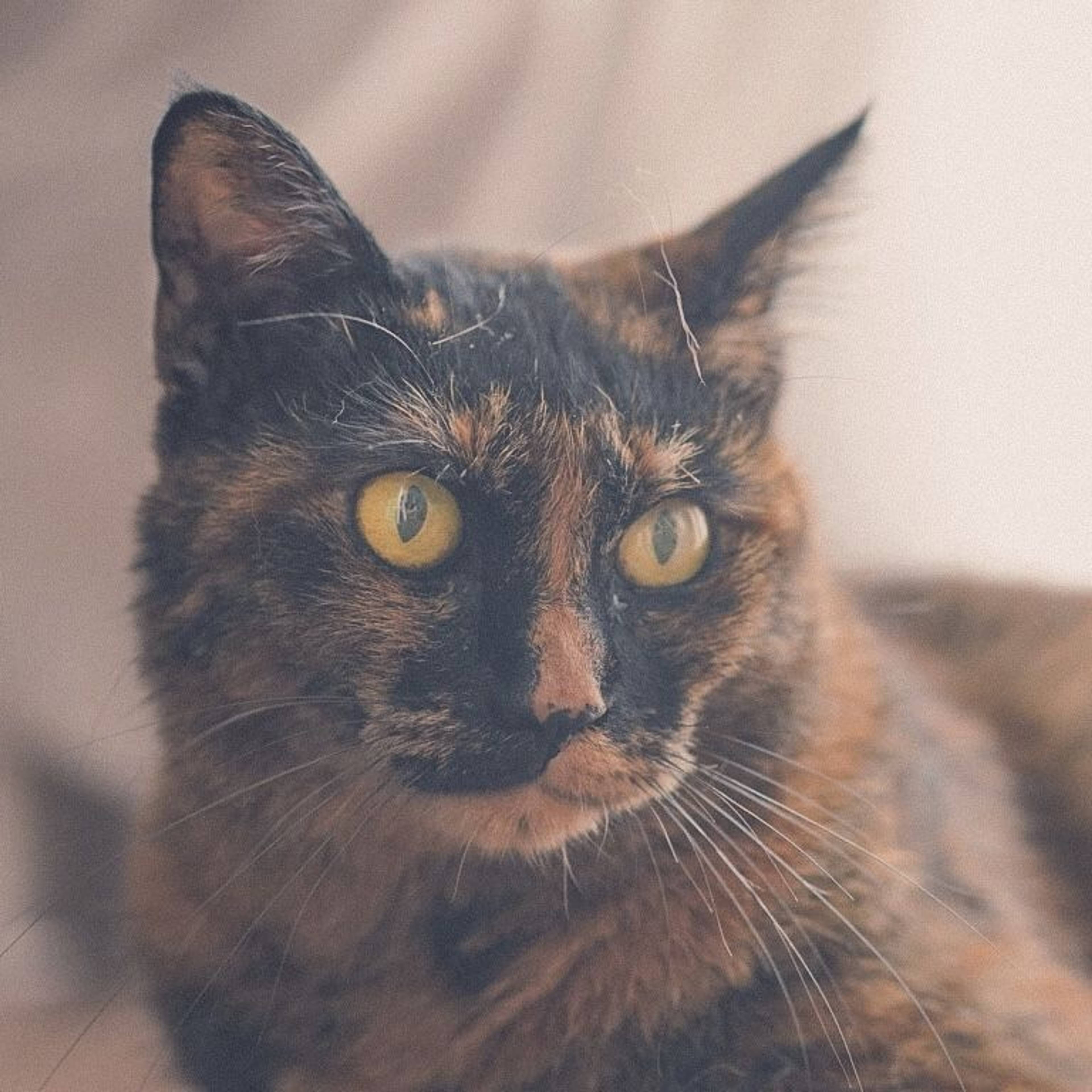 雑種（ミックス猫）・メスの里親募集の写真