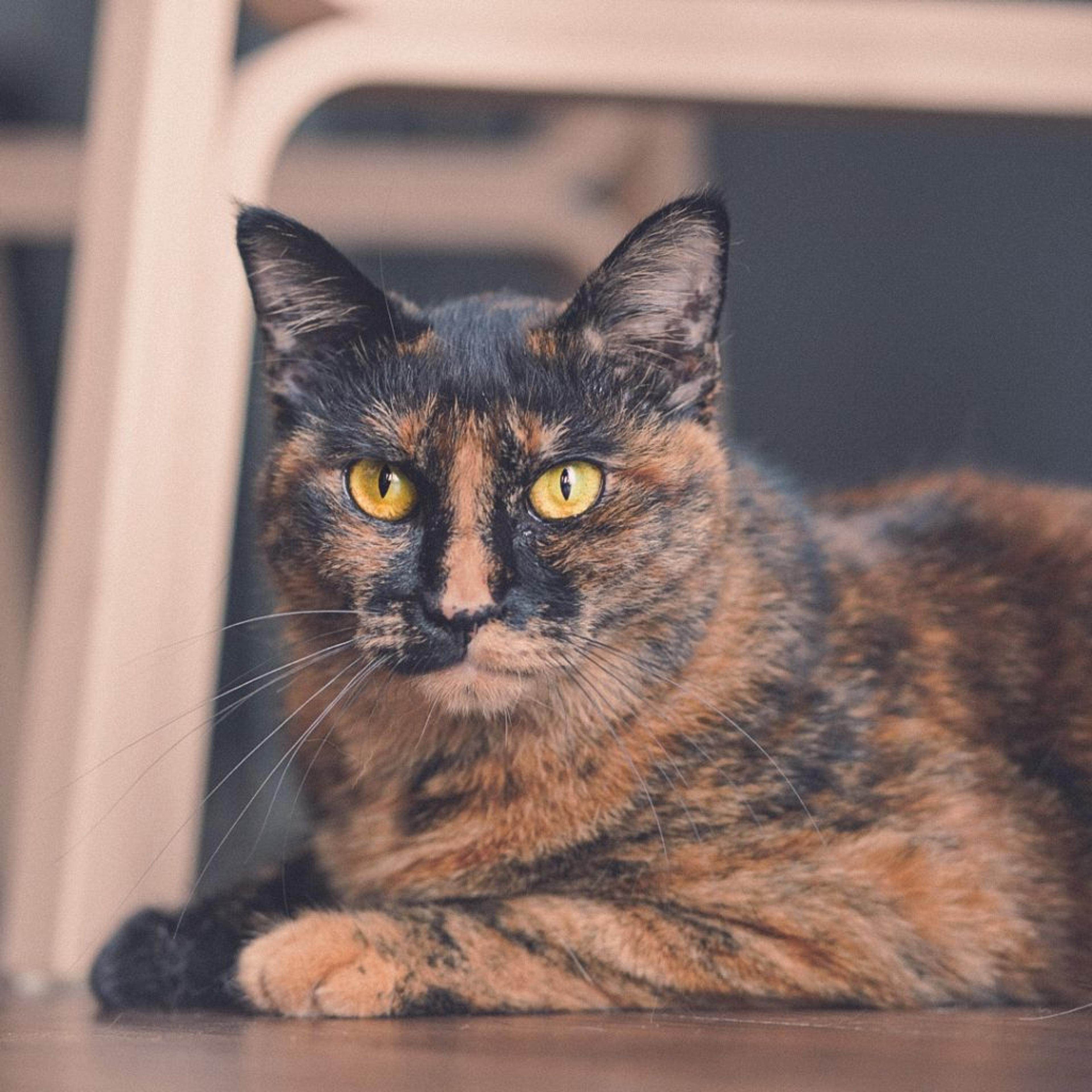 pet-image-4