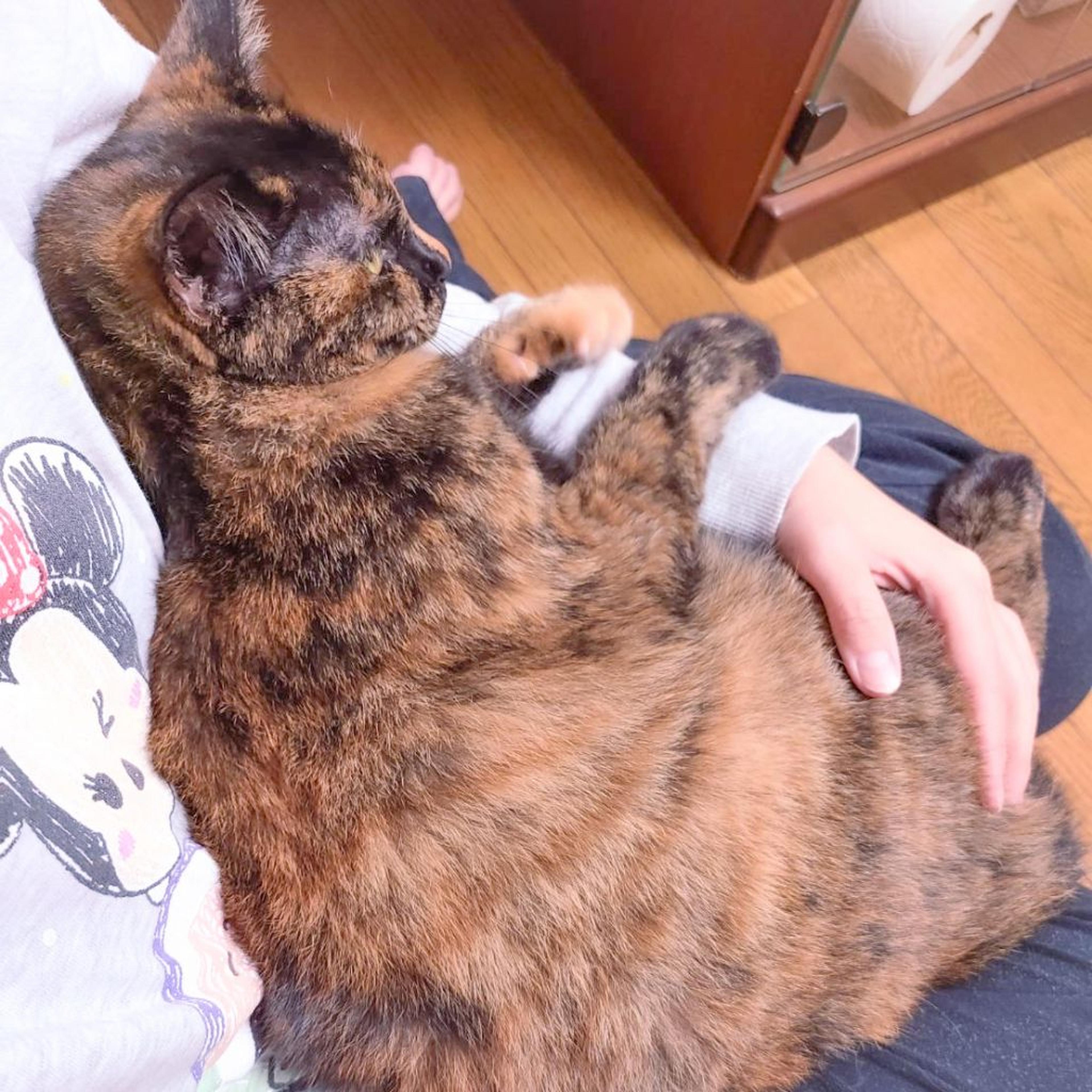 pet-image-6