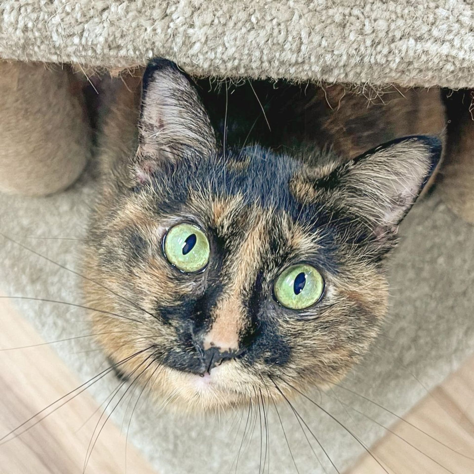 雑種（ミックス猫）・メスの里親募集の写真