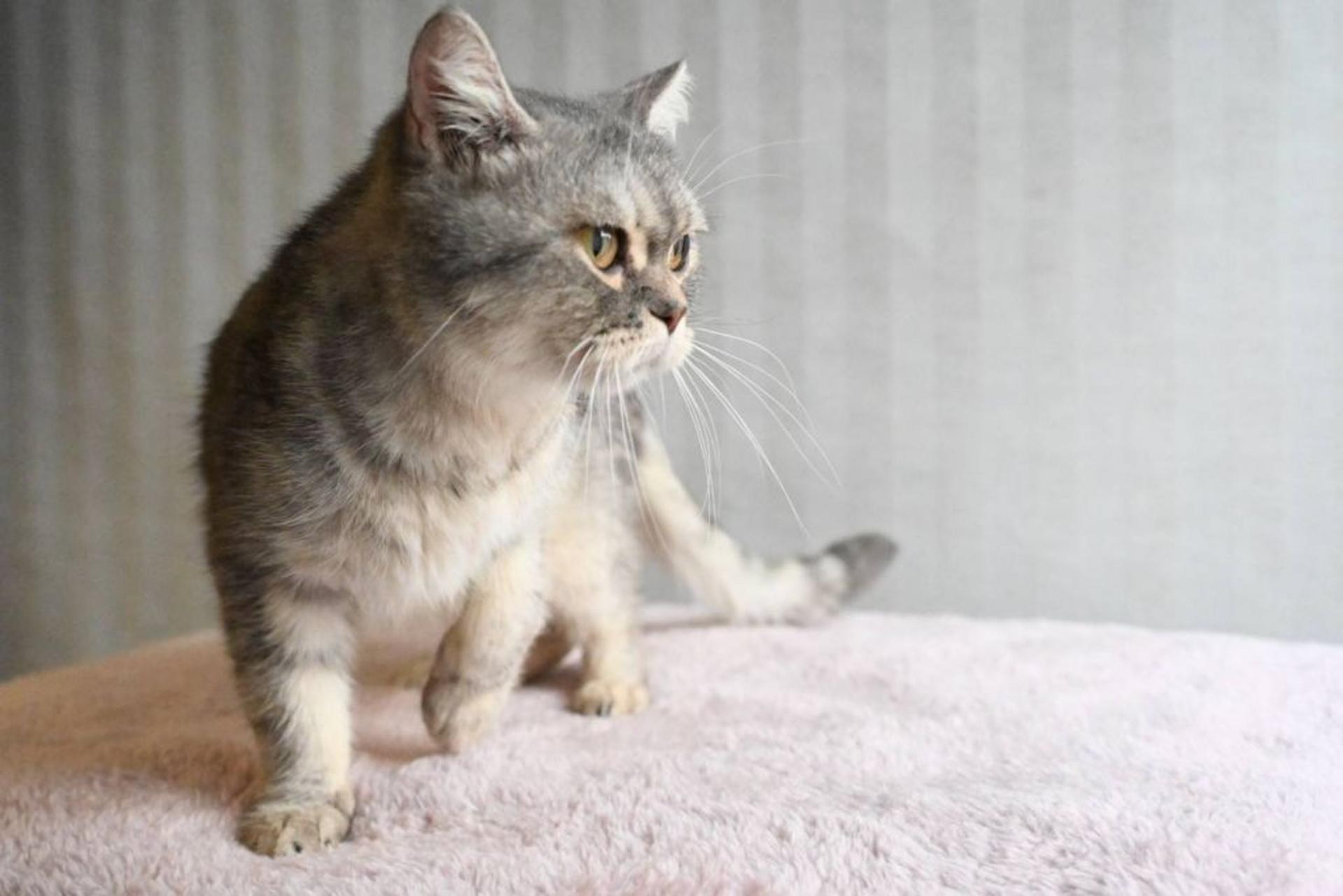 pet-image-4