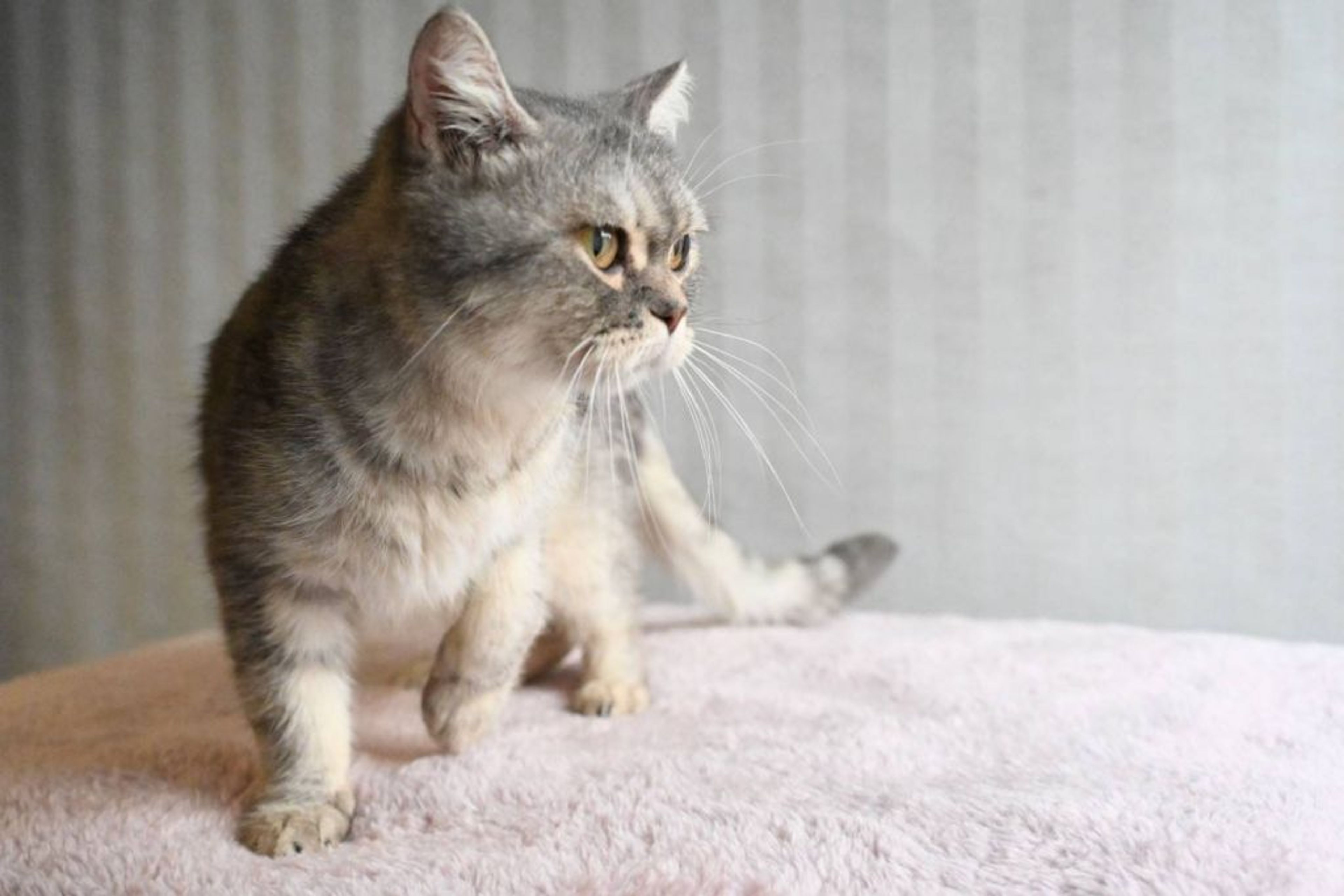 pet-image-4