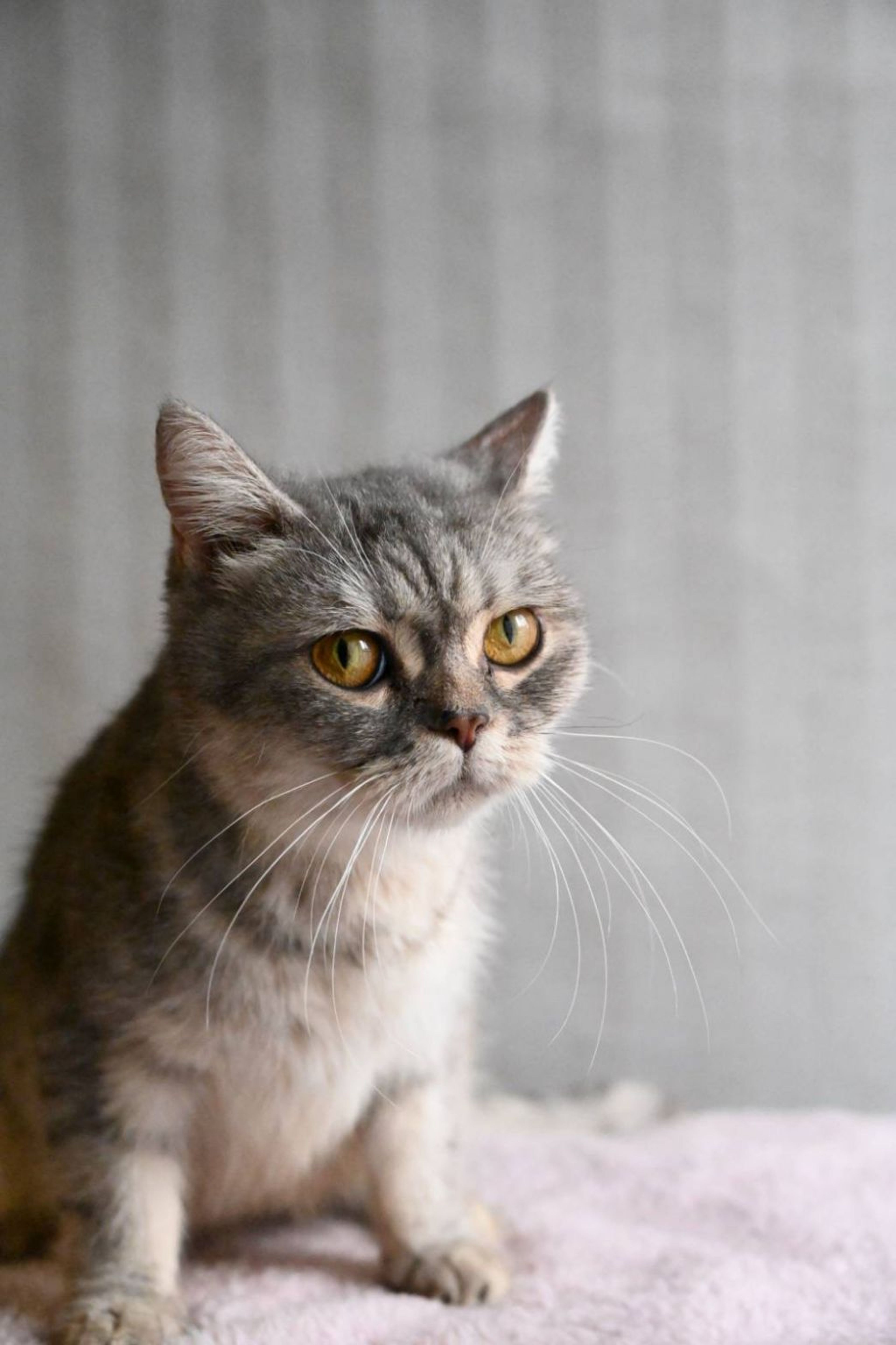 pet-image-5