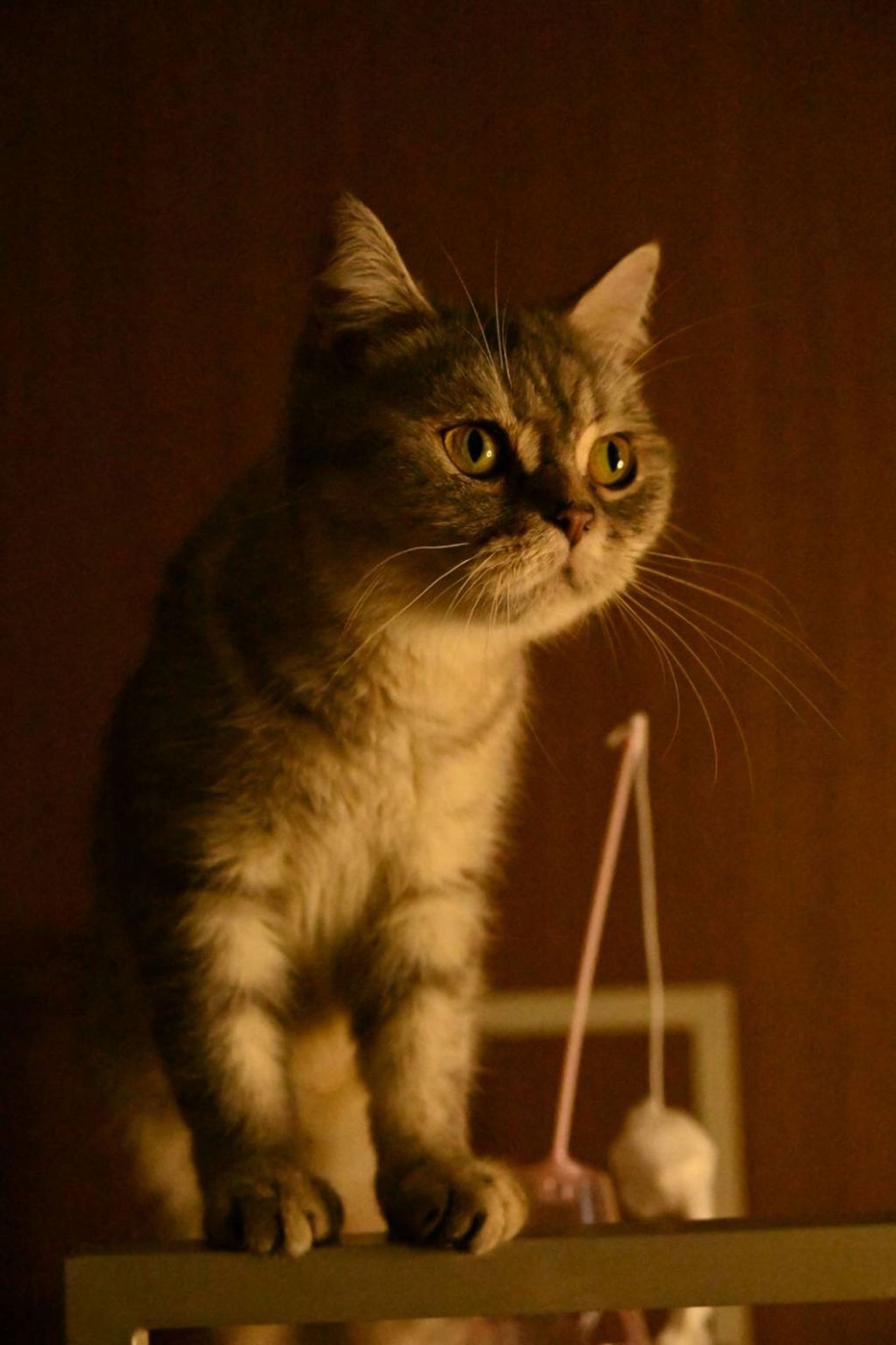 pet-image-6