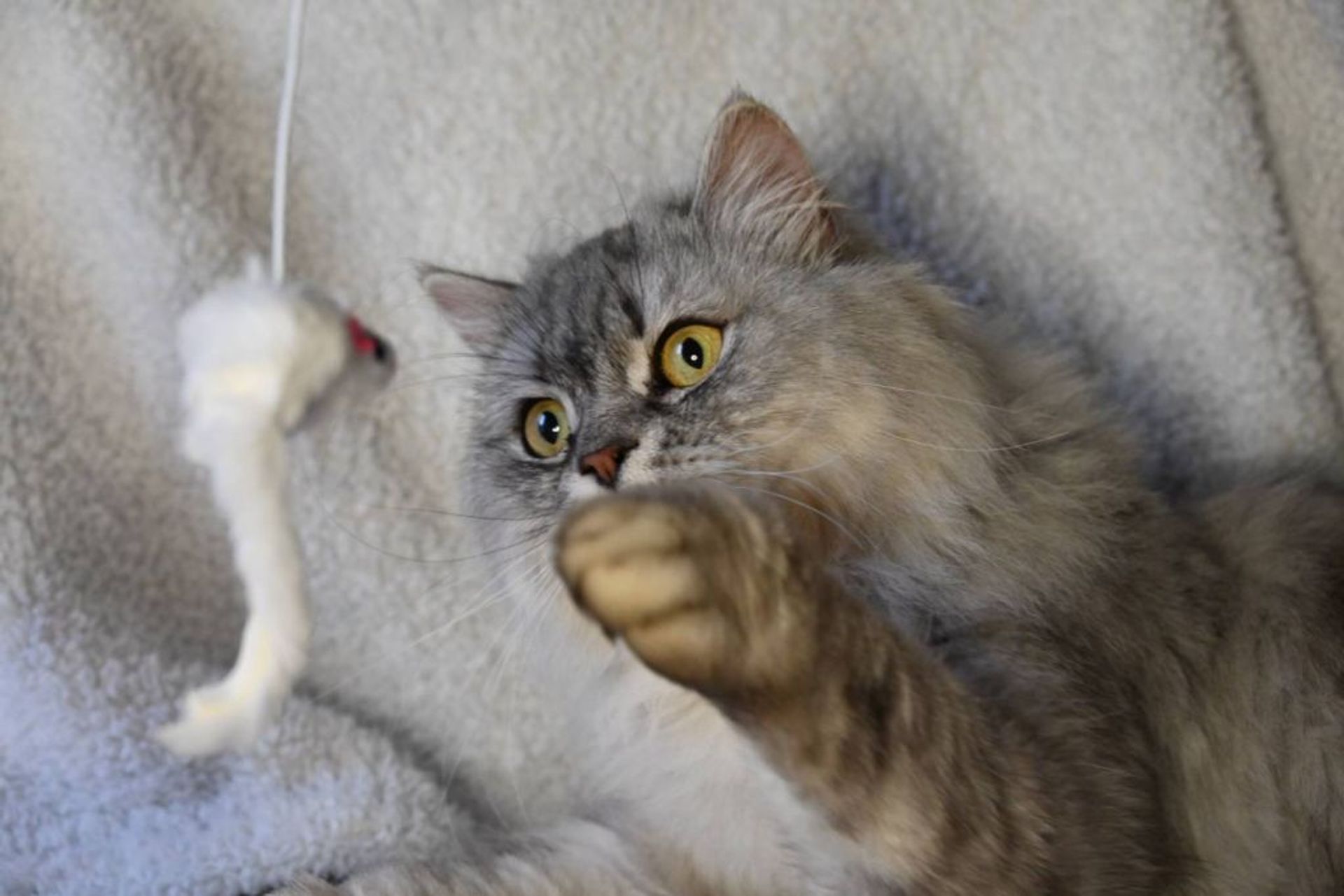 ペルシャ・オスの里親募集の写真