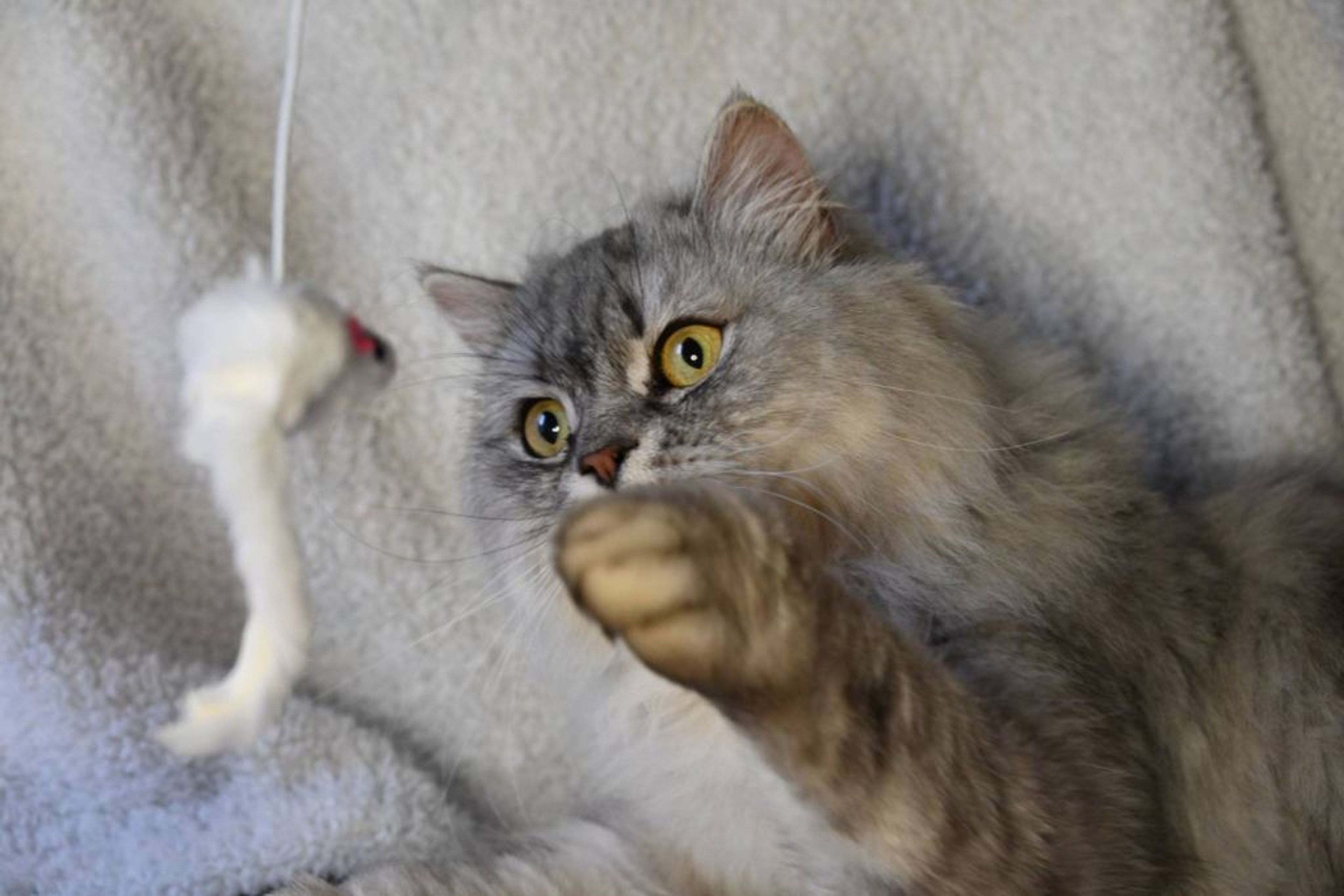 ペルシャ・オスの里親募集の写真
