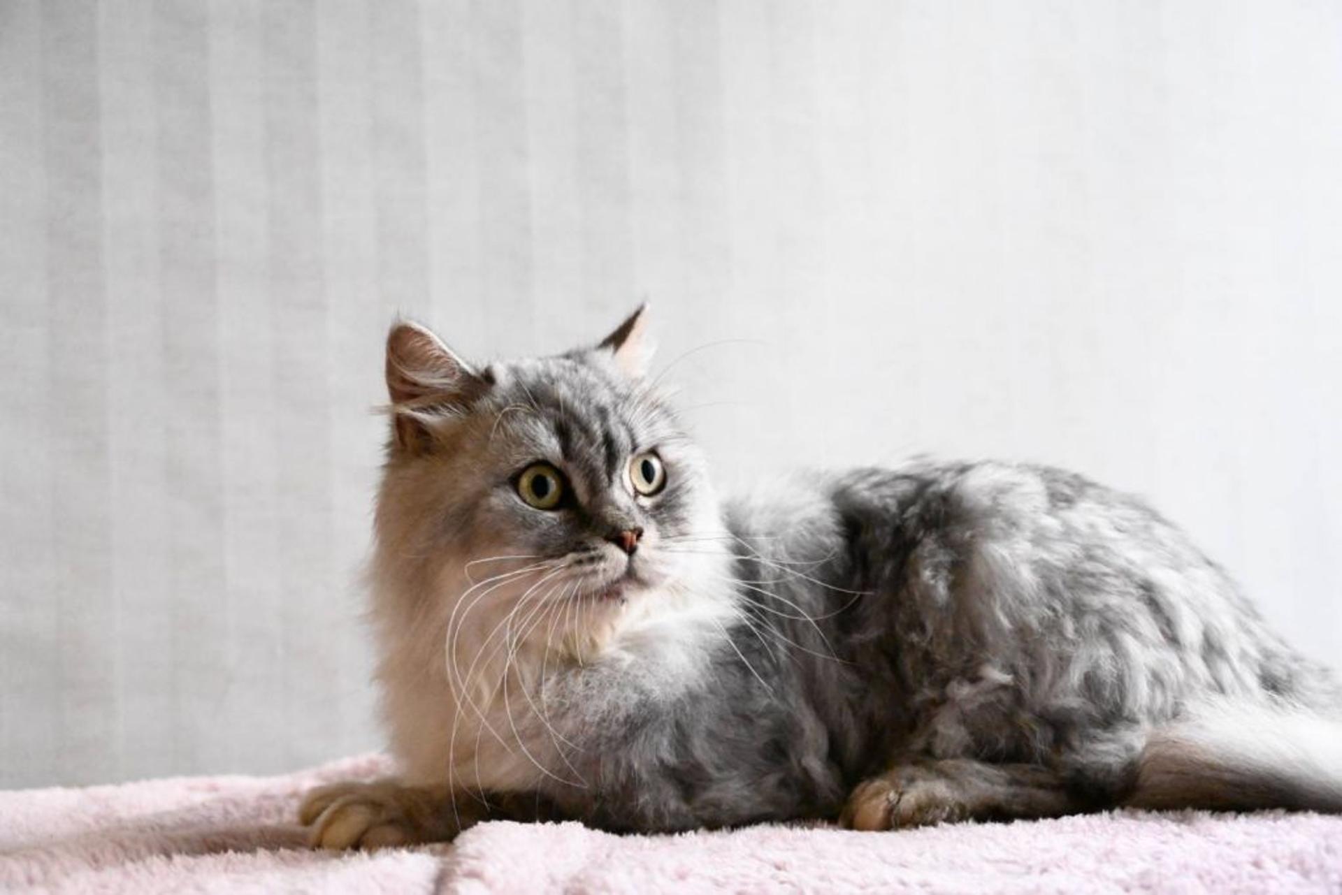 pet-image-4
