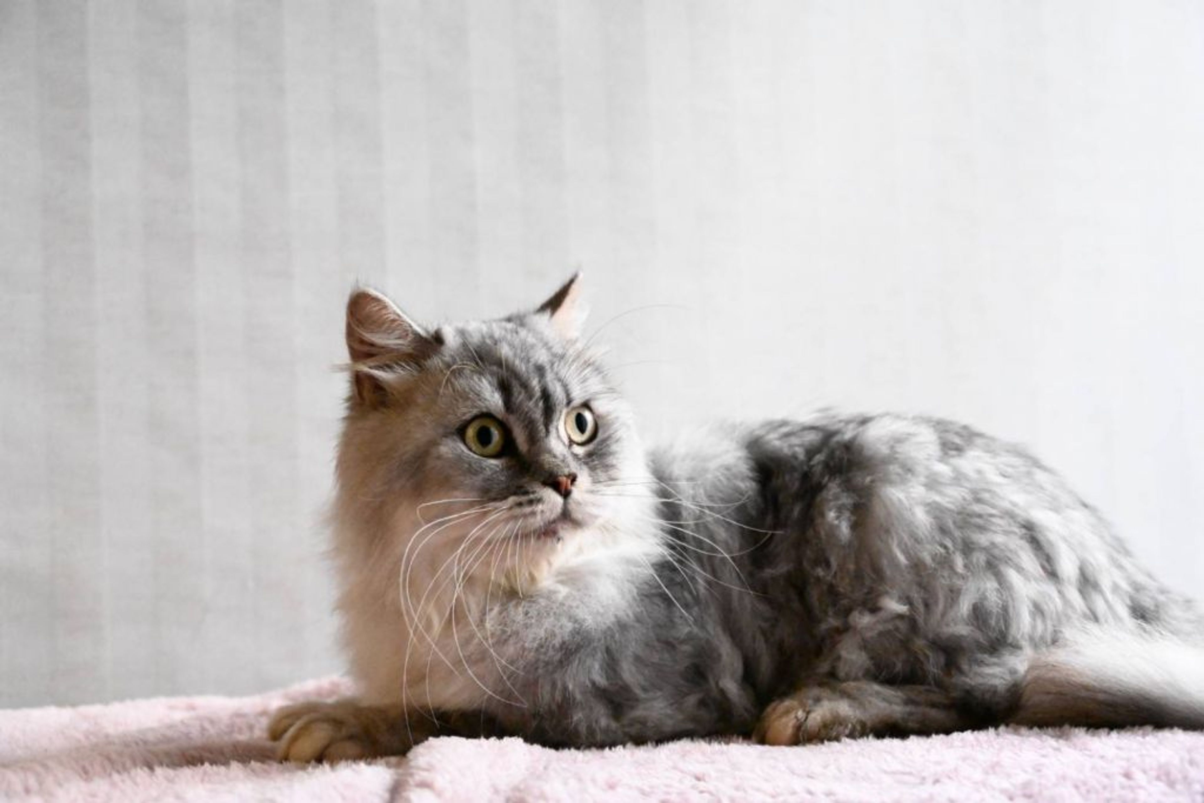 pet-image-4