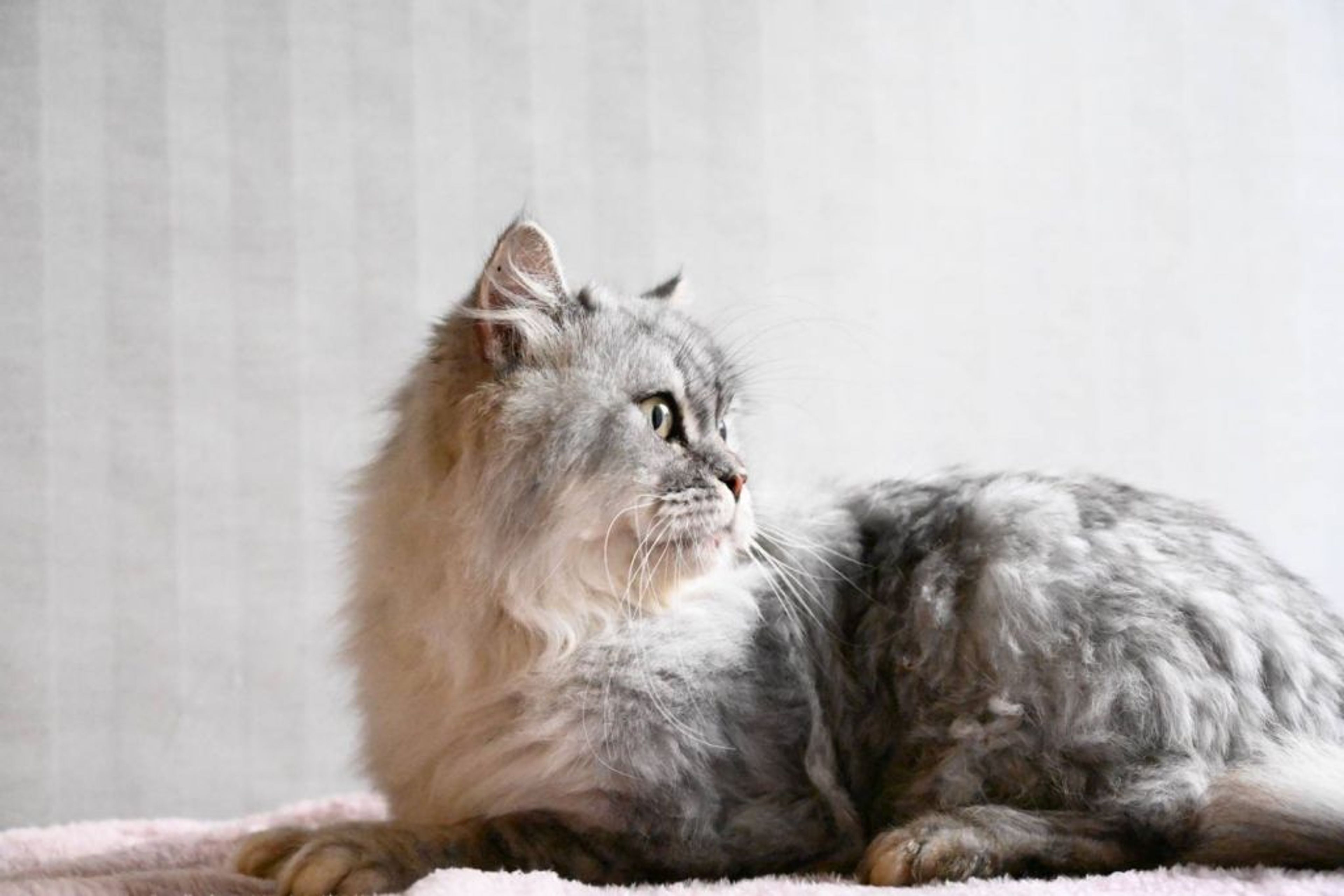 pet-image-5